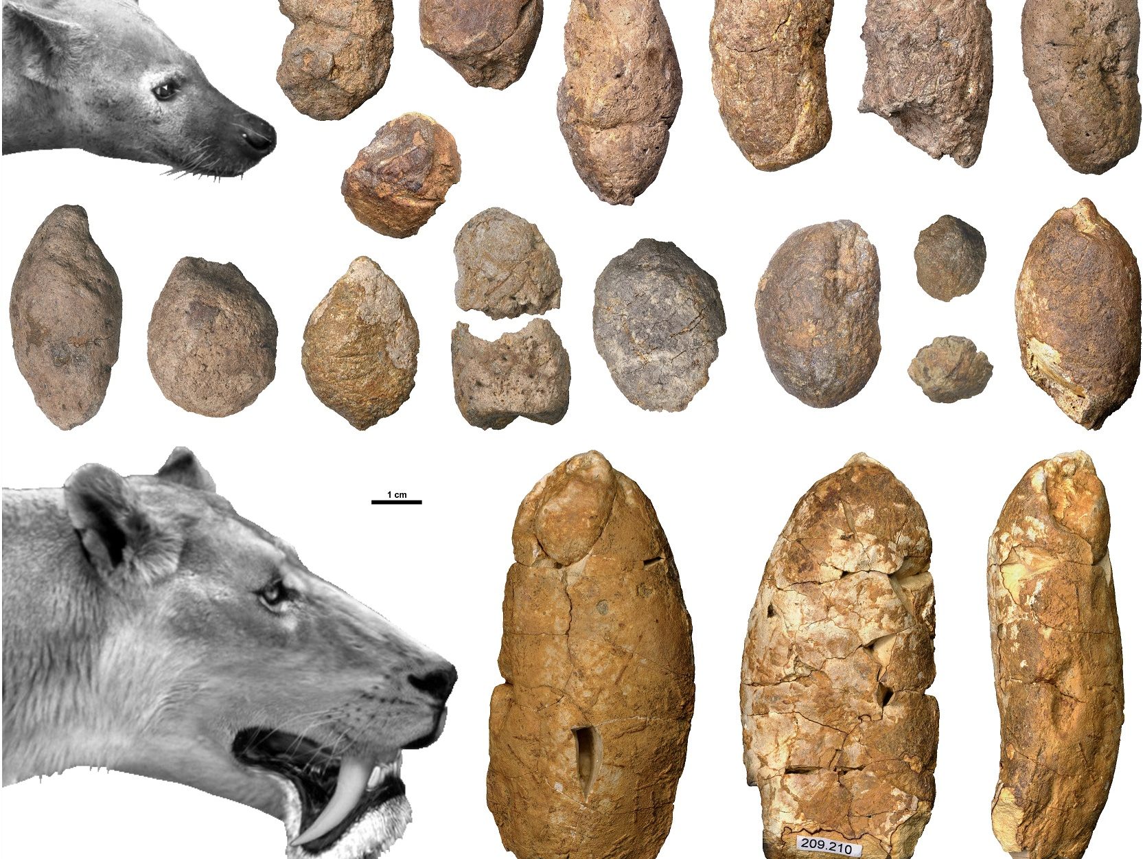 Mehr als zwölf Millionen Jahre alten Kot haben Paläontologen nördlich von Graz in einer Tongrube entdeckt. Mehr als zwölf Millionen Jahre alten Kot haben Paläontologen nördlich von Graz in einer Tongrube entdeckt.