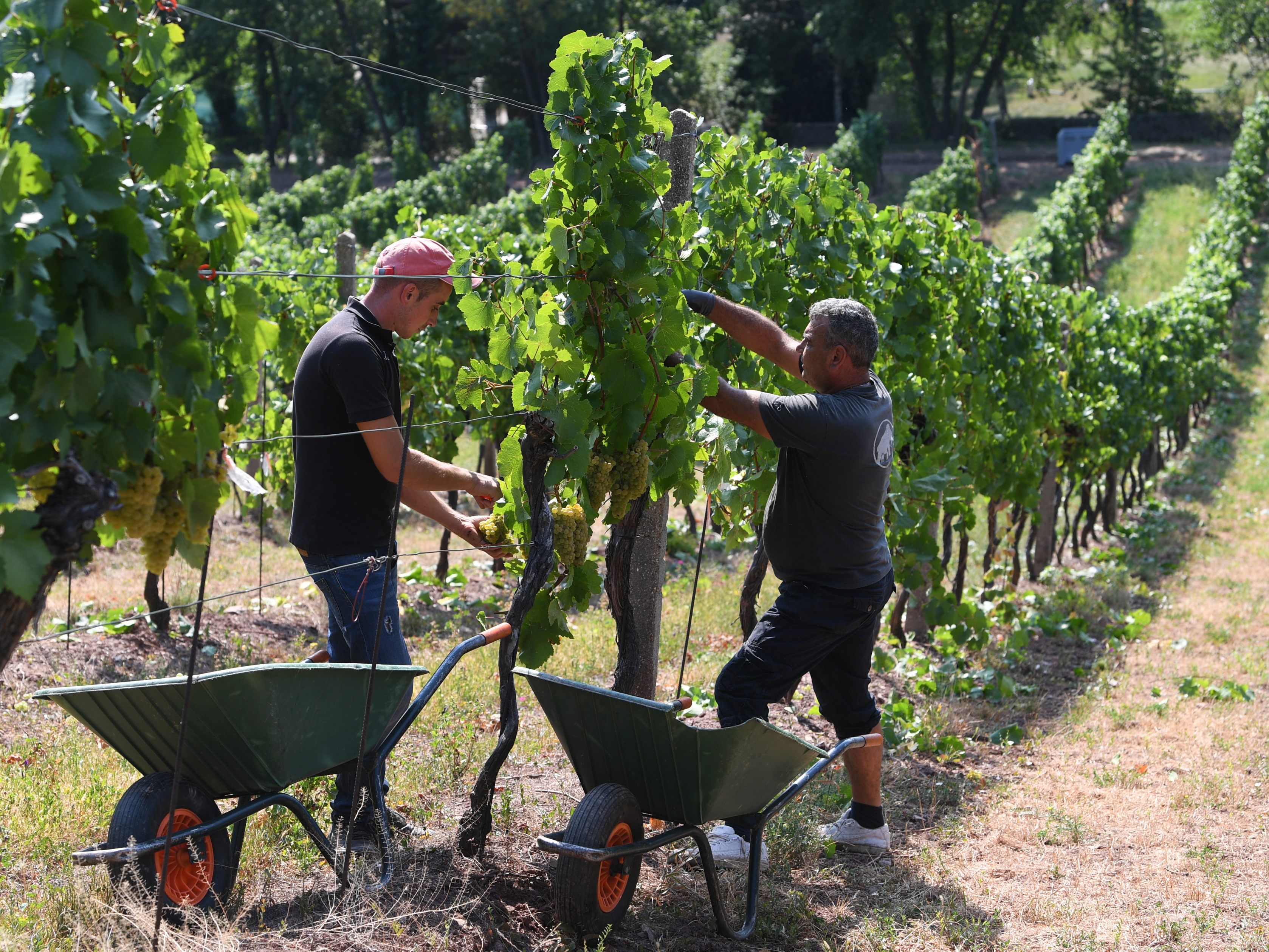 Die Weinlese beginnt voraussichtlich Mitte September.