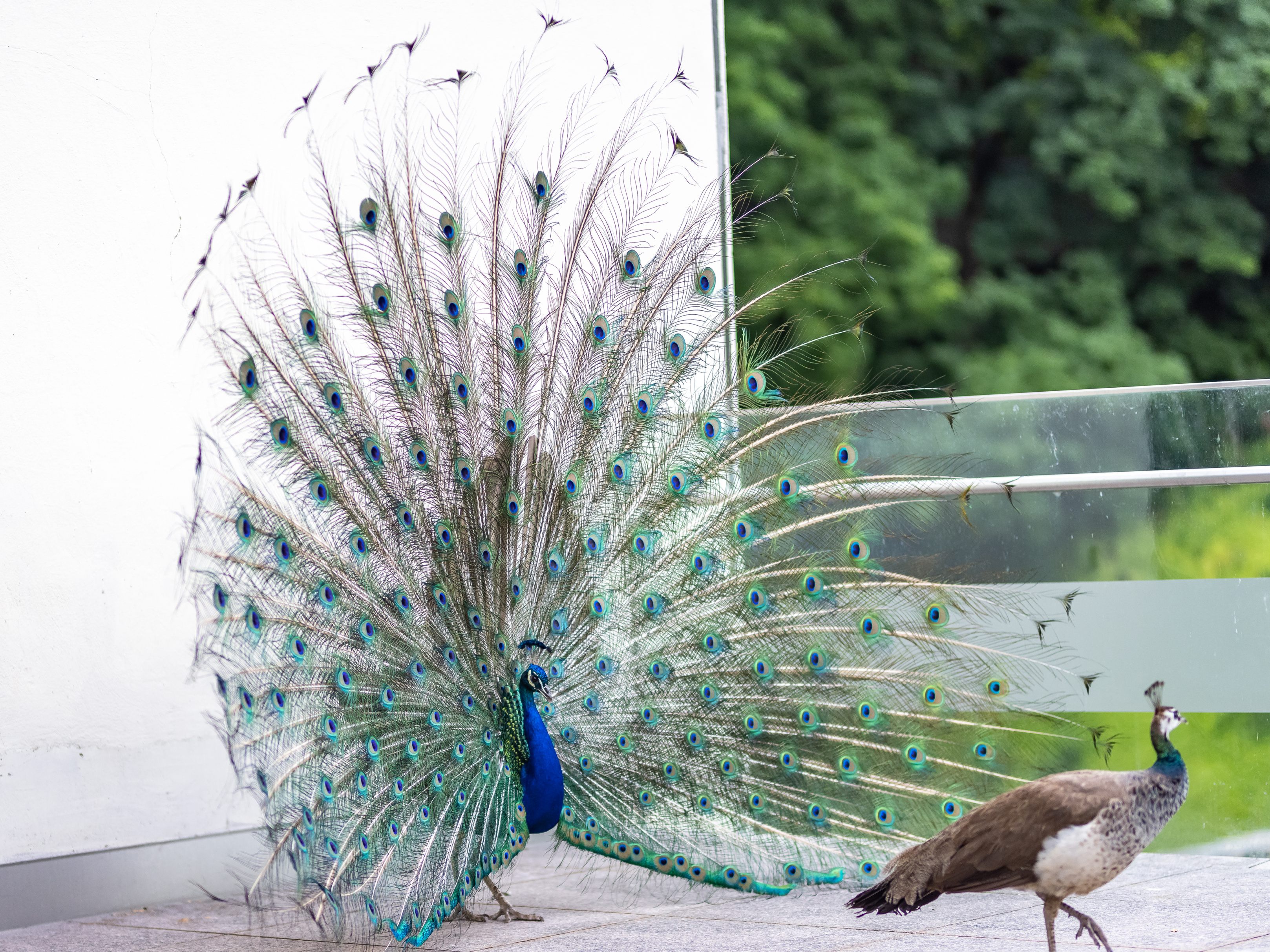Im Krems wurde ein Pfau eingefangen. Im Krems wurde ein Pfau eingefangen.