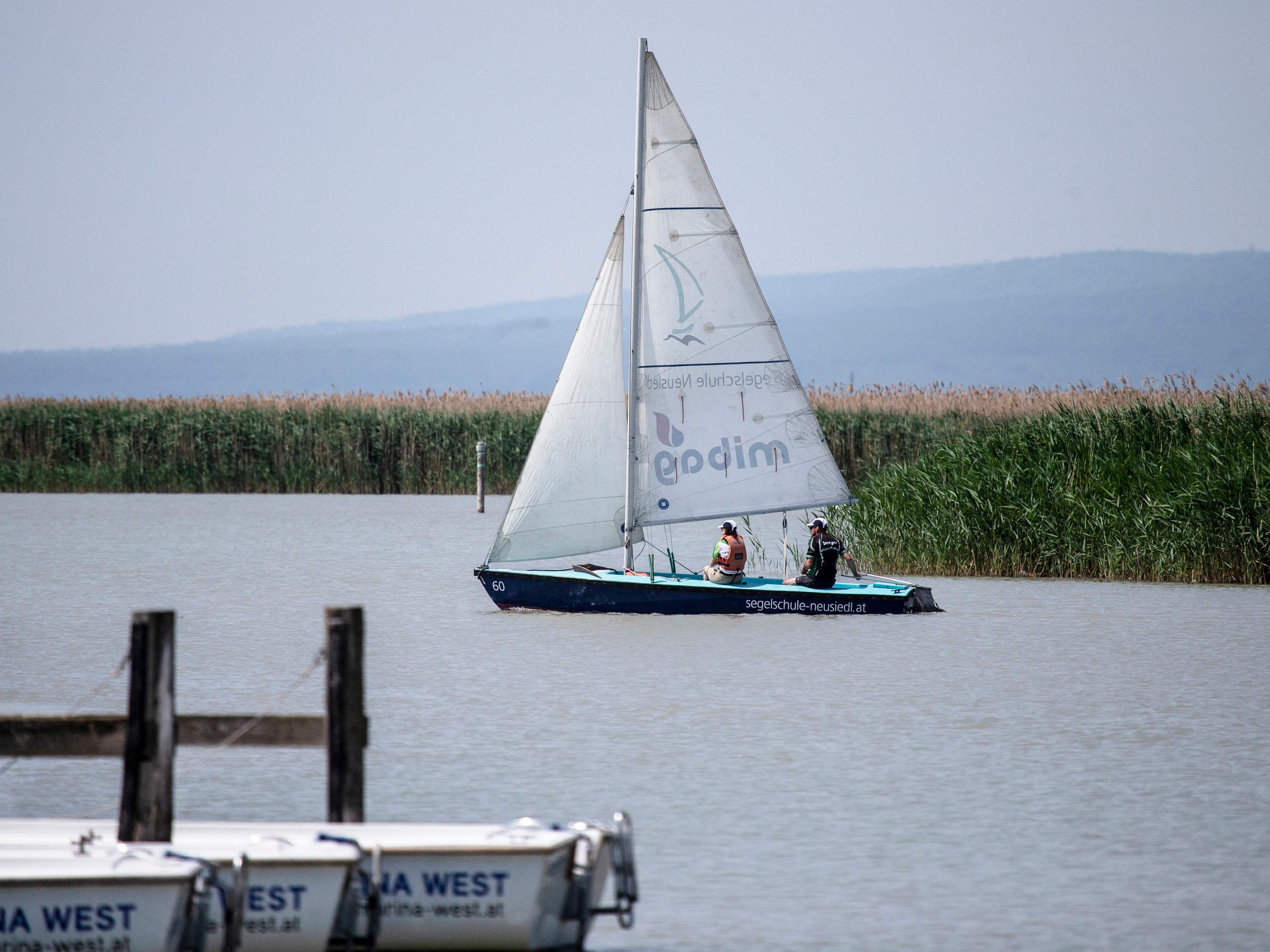 Die Hitze noch kein Problem für die Fische im Neusiedler See. Die Hitze noch kein Problem für die Fische im Neusiedler See.