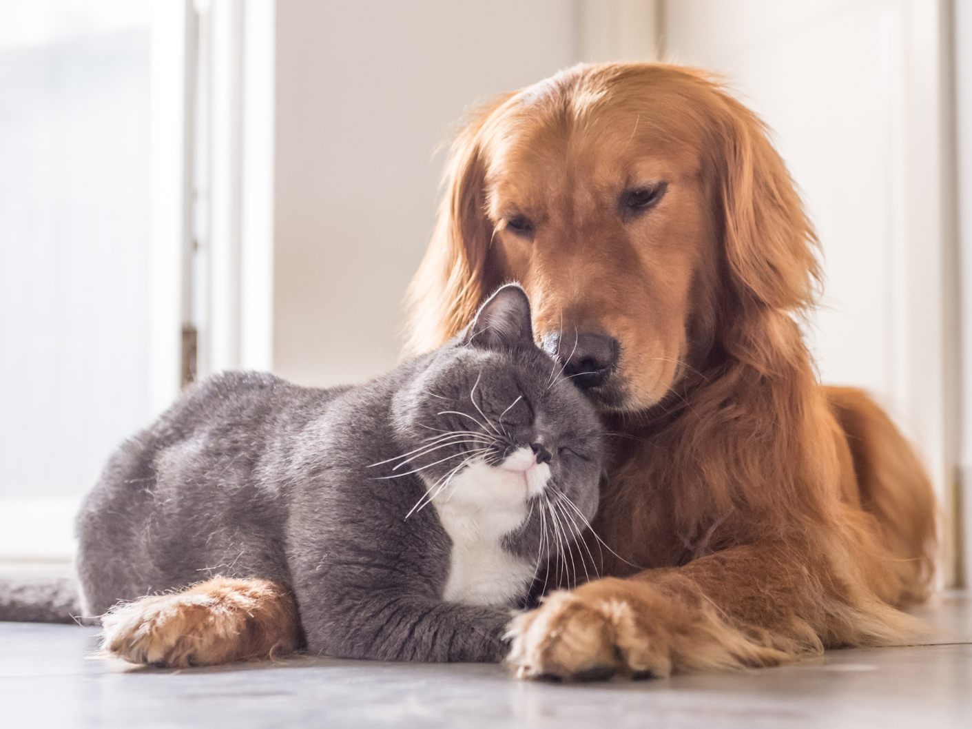 So klappt das Zusammenleben zwischen Hund und Katze.