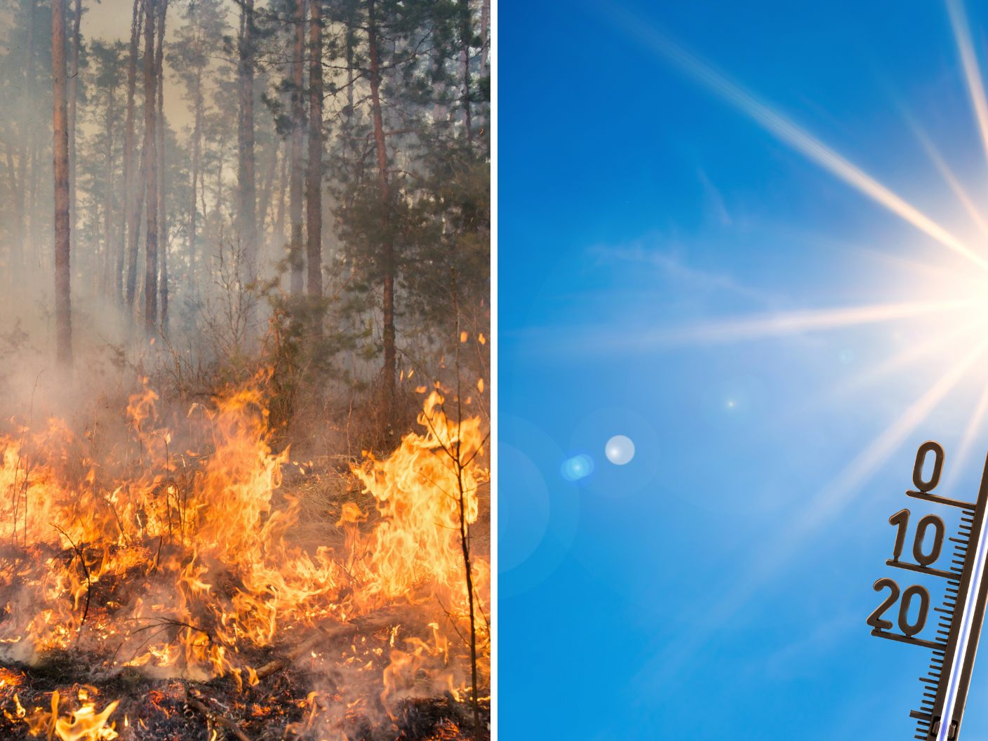 Die Klimakrise zeigte im heurigen Sommer ihre vielseitigen Folgen. Die Klimakrise zeigte im heurigen Sommer ihre vielseitigen Folgen.