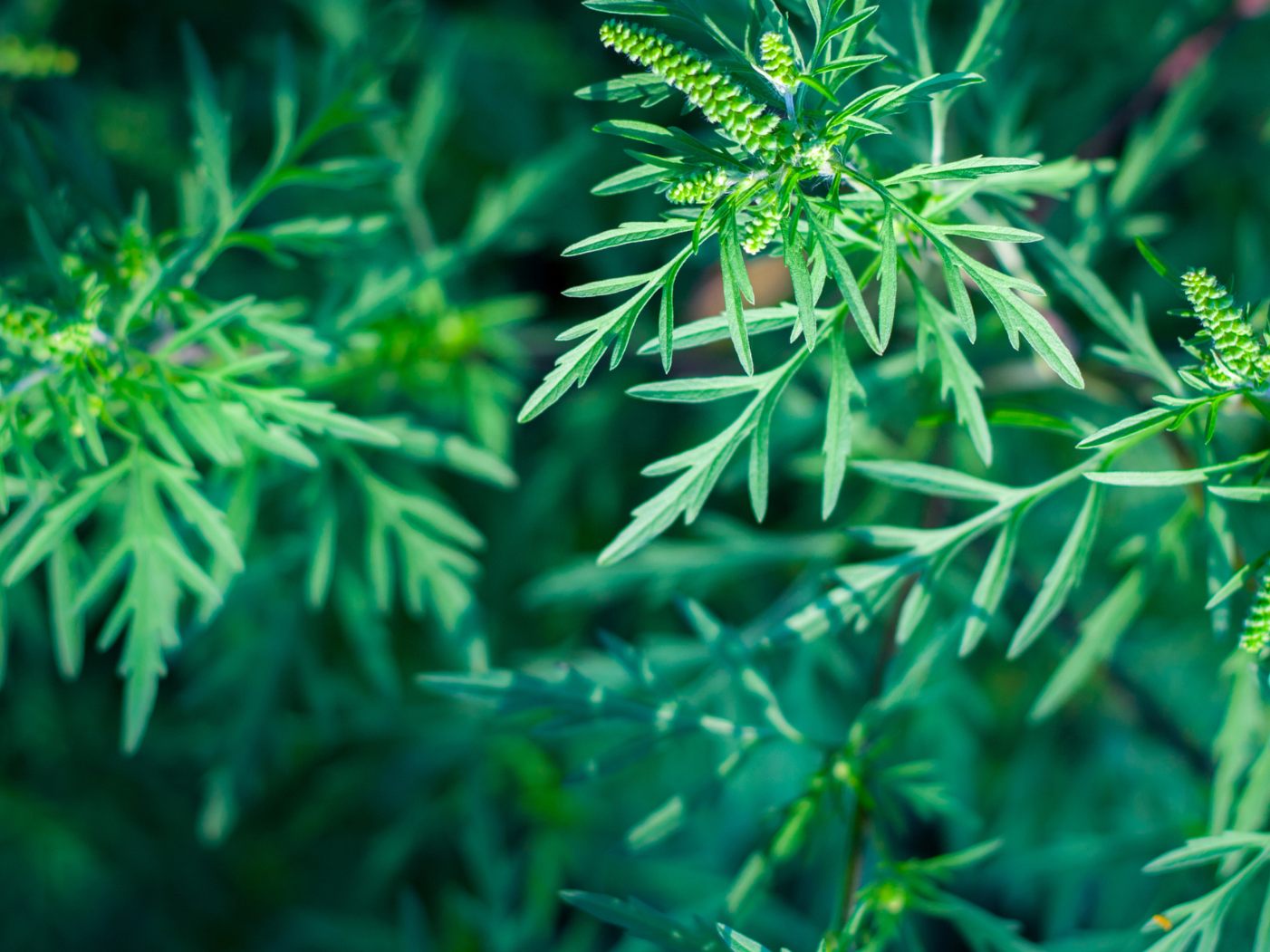 Ragweed soll heuer alle Rekorde brechen.