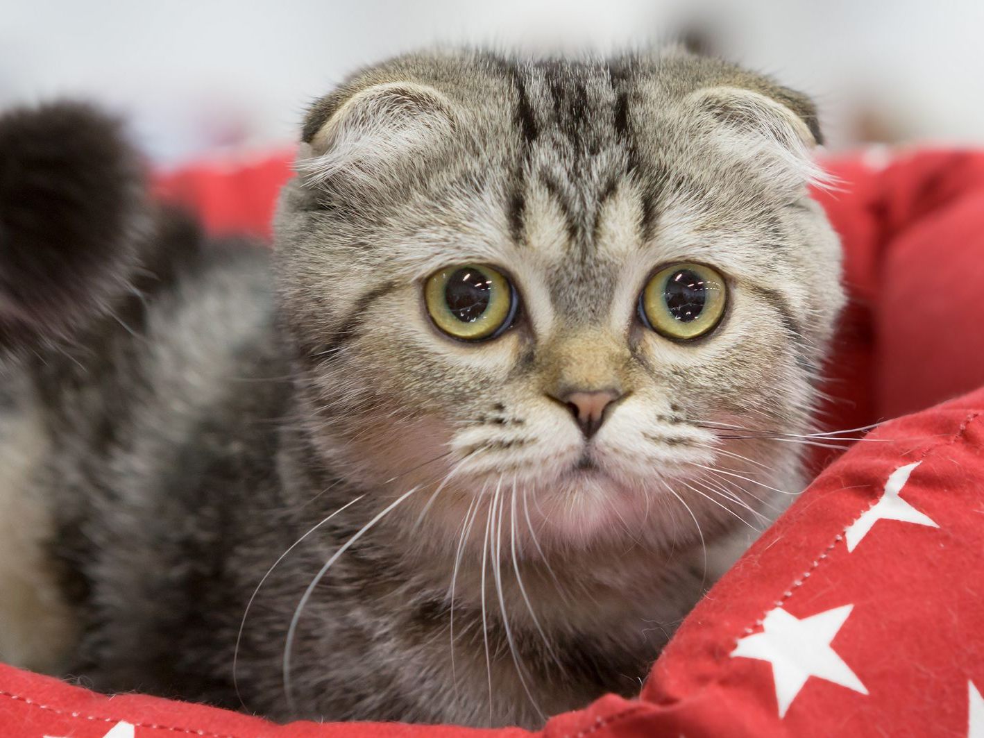 Die Katzenrasse Scottish Fold ist ein Beispiel für qualvolle Zucht. Die Katzenrasse Scottish Fold ist ein Beispiel für qualvolle Zucht.