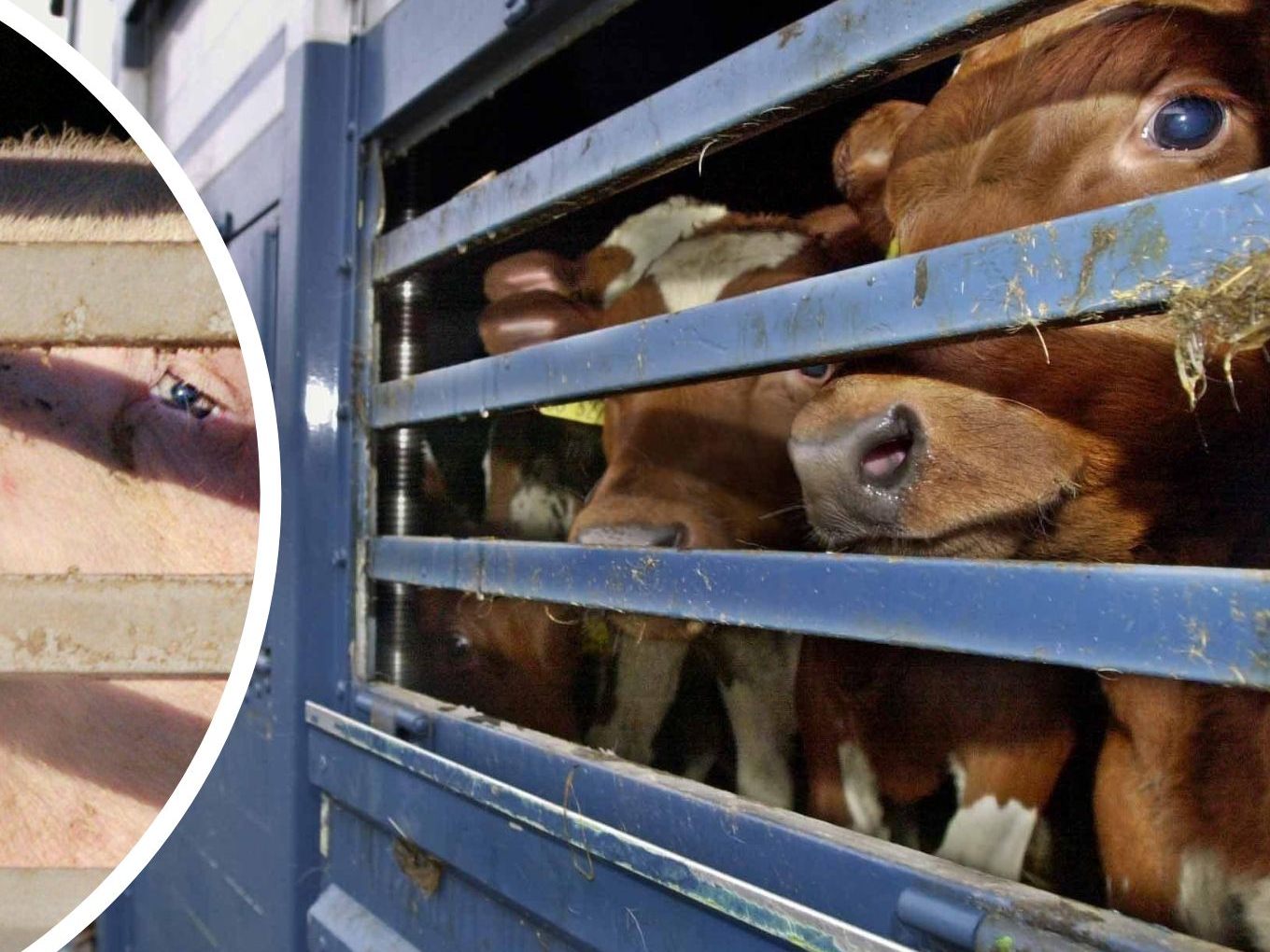 Österreich transportierte im Vorjahr über 37 Millionen Tiere.