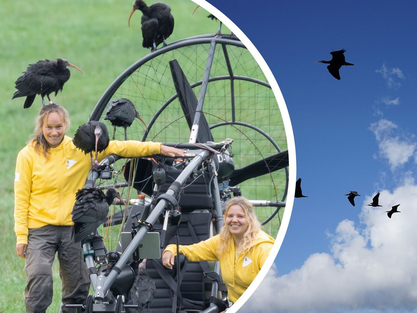 Der Tiergarten Schönbrunn unterstützt seit 2002 das EU Life-Projekt für Waldrappe. Der Tiergarten Schönbrunn unterstützt seit 2002 das EU Life-Projekt für Waldrappe.