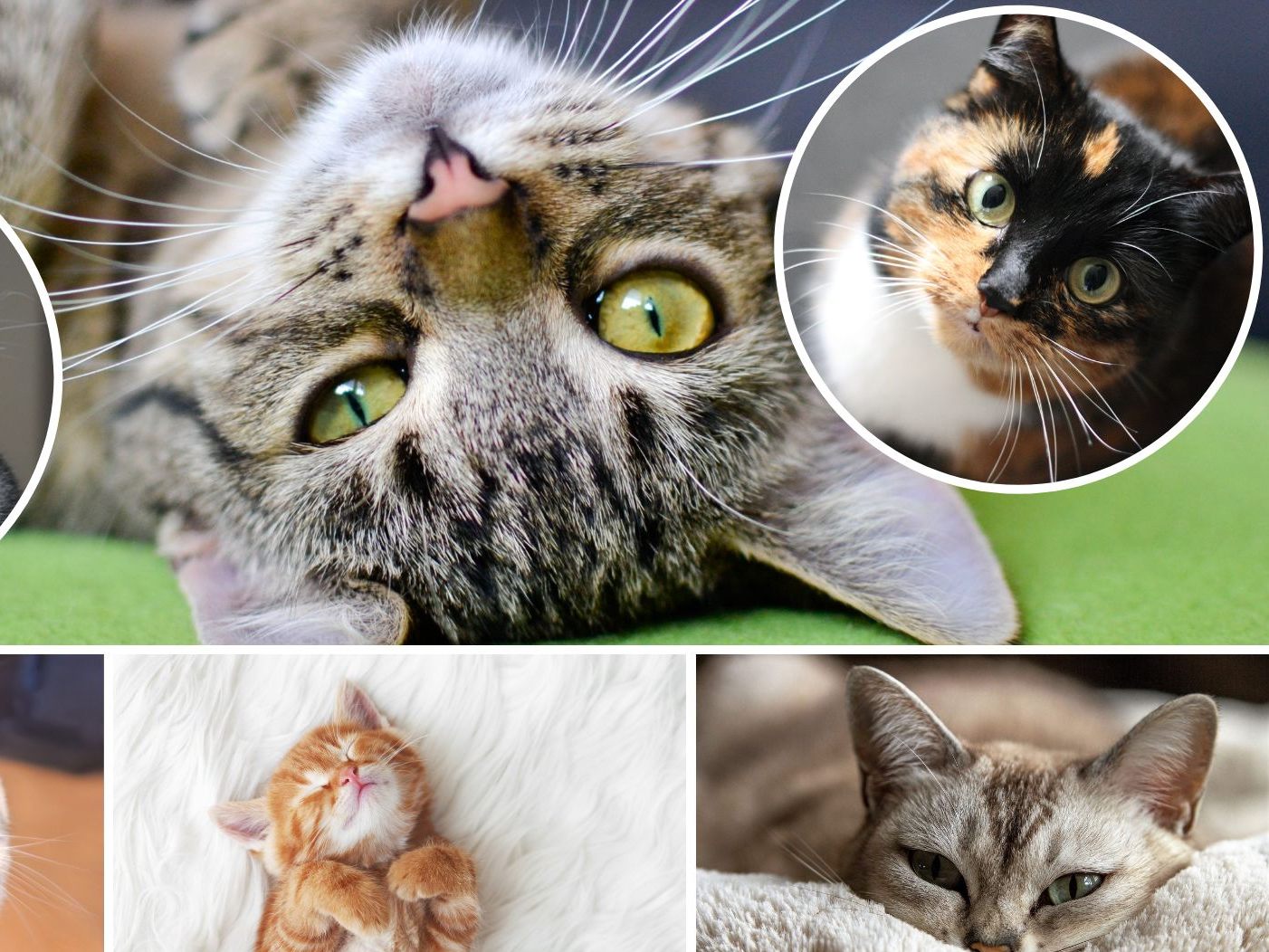 Das sind die schönsten Katzennamen zum Weltkatzentag am 8. August. Das sind die schönsten Katzennamen zum Weltkatzentag am 8. August.