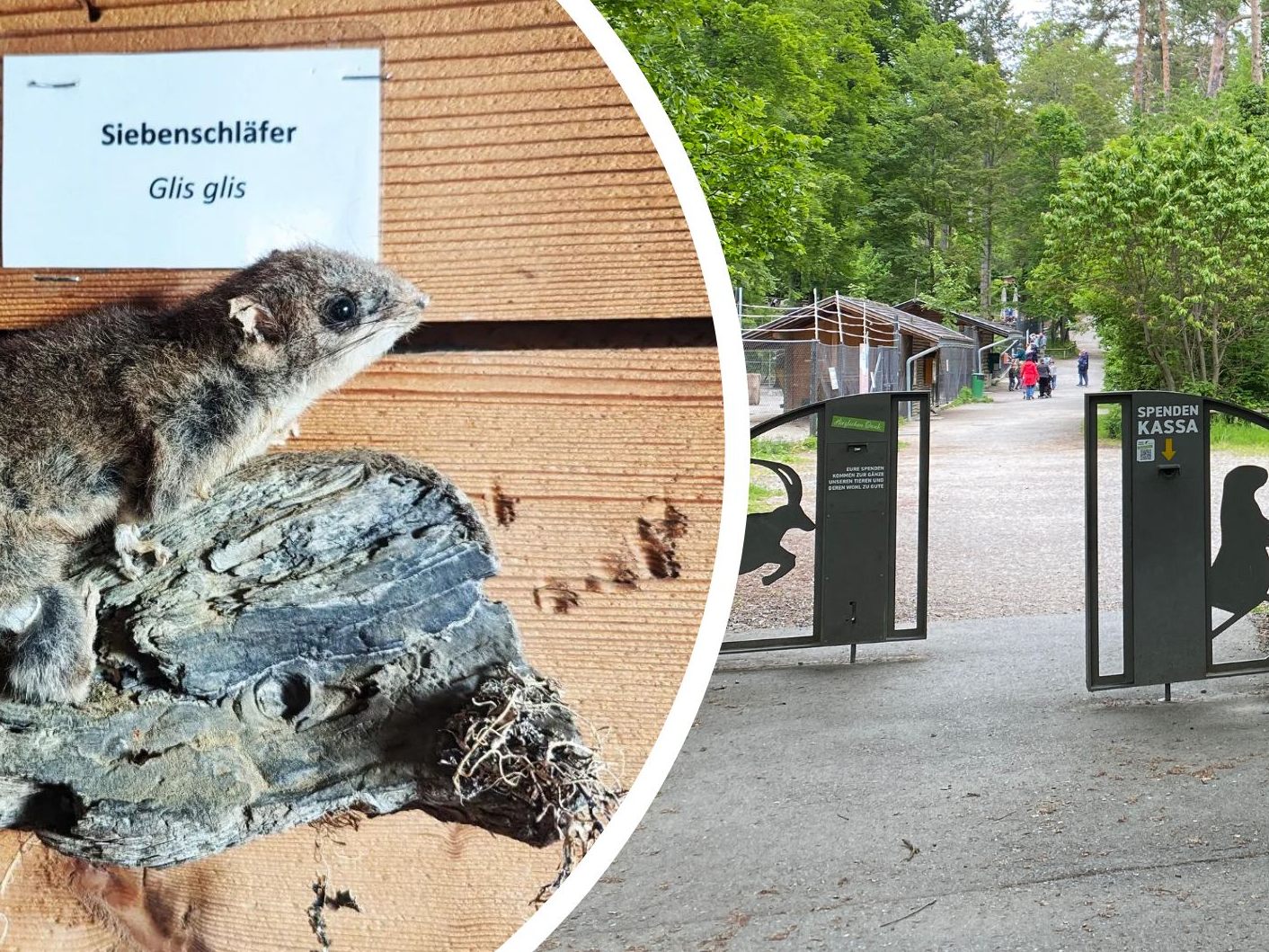 Der Siebenschläfer ist wieder aufgetaucht. Der Siebenschläfer ist wieder aufgetaucht.