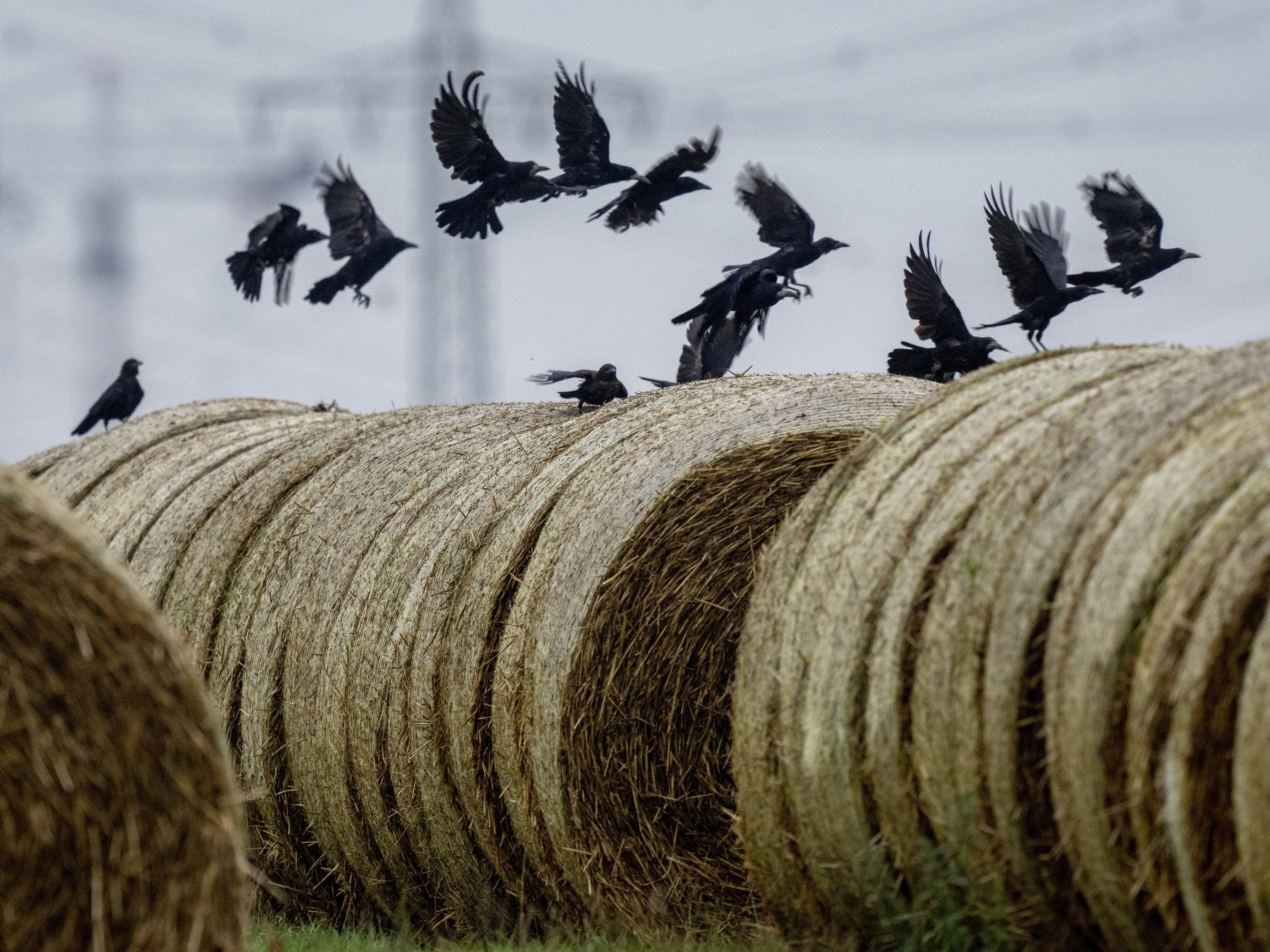 Der Starkregen im Burgenland verursachte große Schäden in der Landwirtschaft.