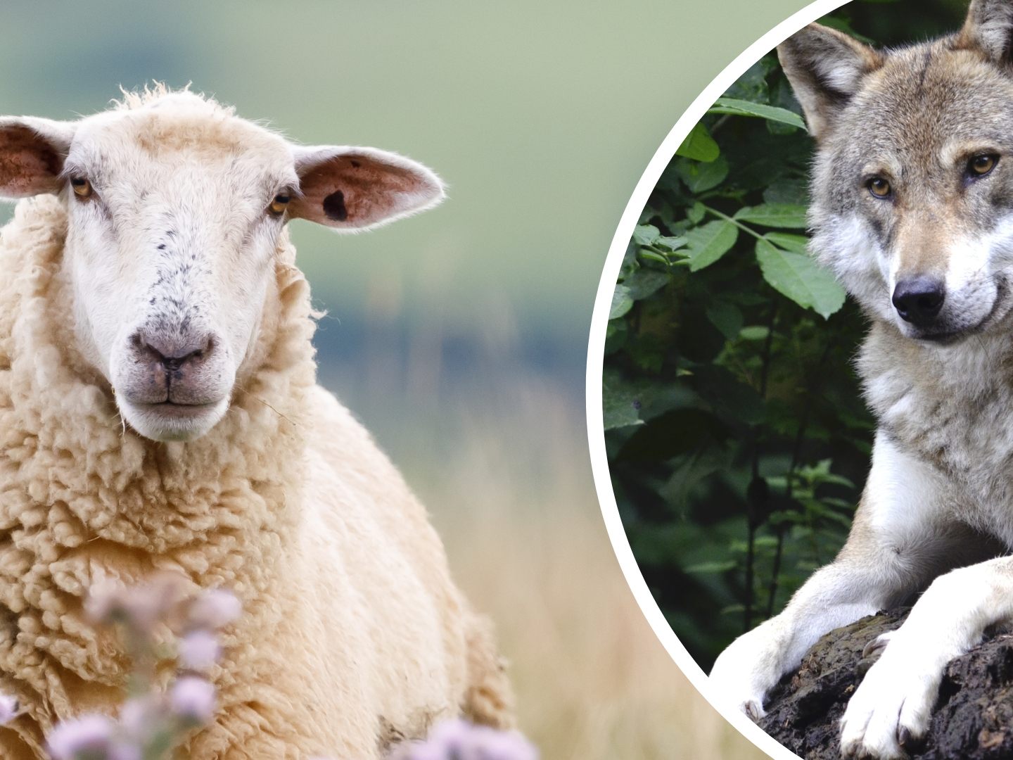 Über den Geruch, soll der Wolfdavon abgehalten werden Schafe zu attackieren.