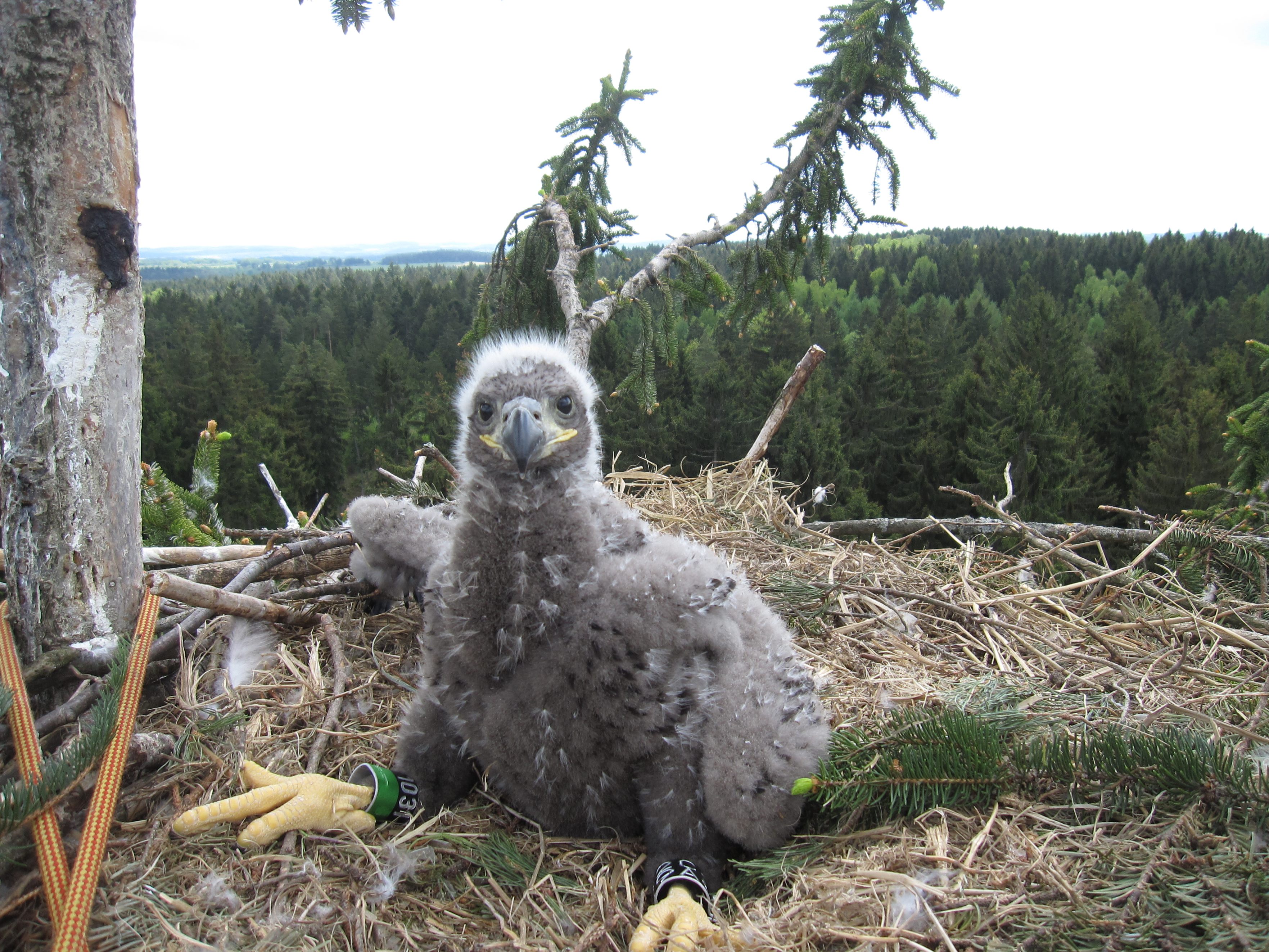 In Österreich sind nach der diesjährigen Brutsaison der Seeadler 50 Jungtiere ausgeflogen. In Österreich sind nach der diesjährigen Brutsaison der Seeadler 50 Jungtiere ausgeflogen.