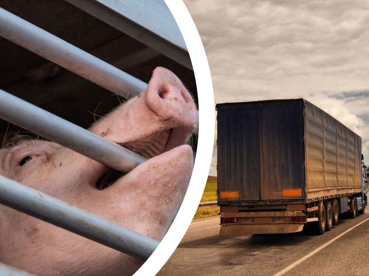 Auch im letzten Jahr wurden in Österreich wieder Millionen Tiere im- und exportiert.