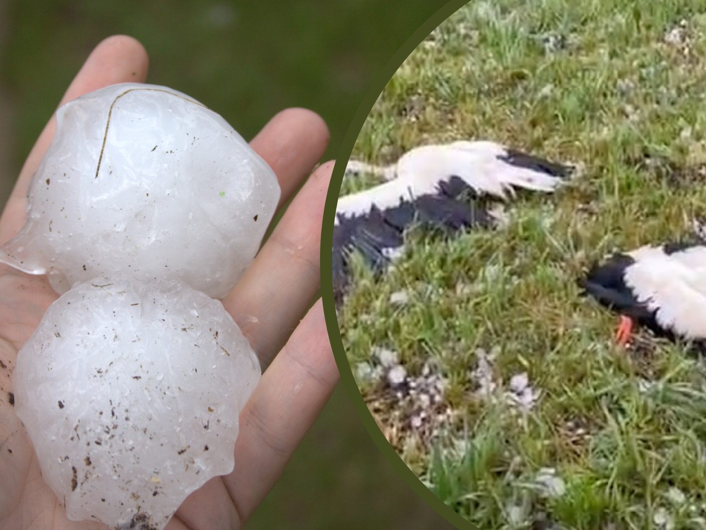 Die Hagelkörner töteten zahlreiche Tiere.