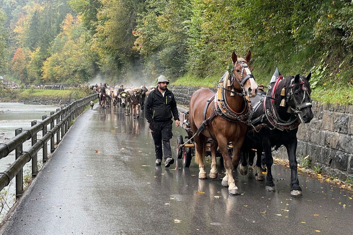 Die Tiere kommen über das Gütle zurück nach Dornbirn