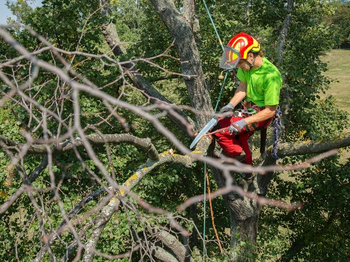 Auch gesunde Äste können ab einer Windstärke von 75 km/h abbrechen. Auch gesunde Äste können ab einer Windstärke von 75 km/h abbrechen.