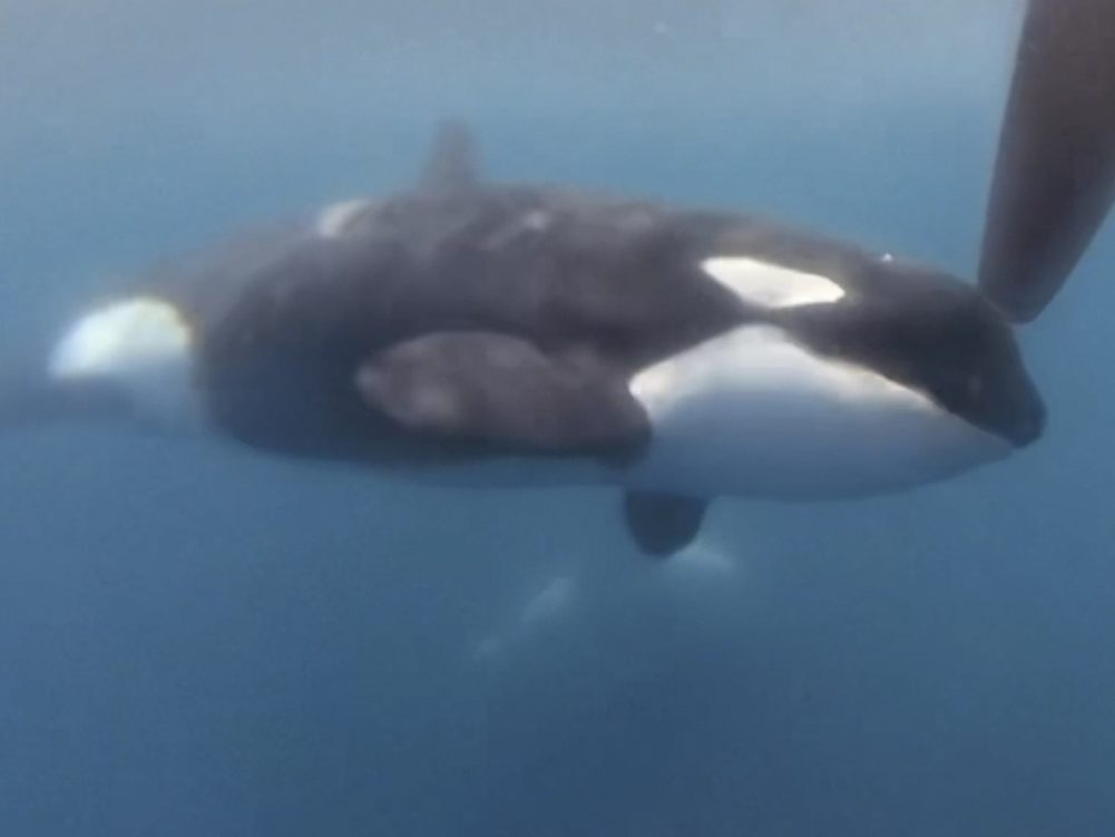 "Orcas" sind beeindruckende Tiere.