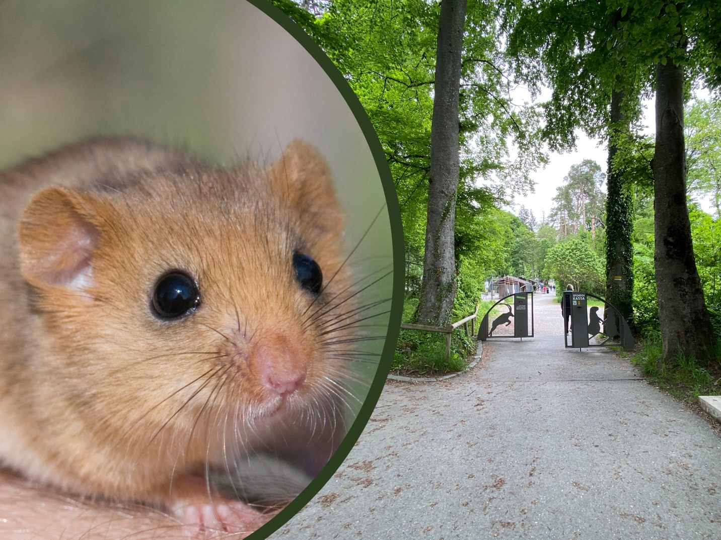 Ein Siebenschläfer wurde aus dem Wildpark Feldkirch geklaut.