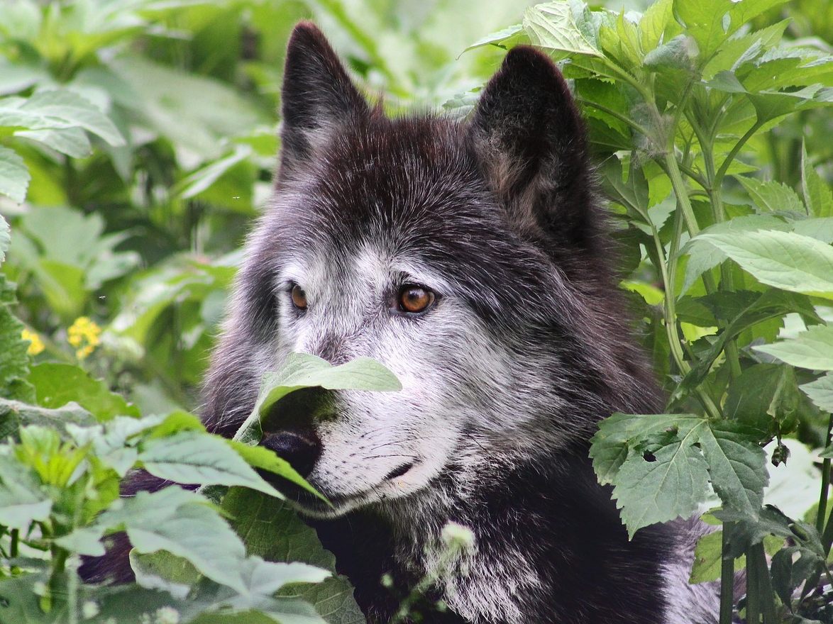 Wieder ist ein Wolf in Tirol zum Abschuss freigegeben worden. Wieder ist ein Wolf in Tirol zum Abschuss freigegeben worden.