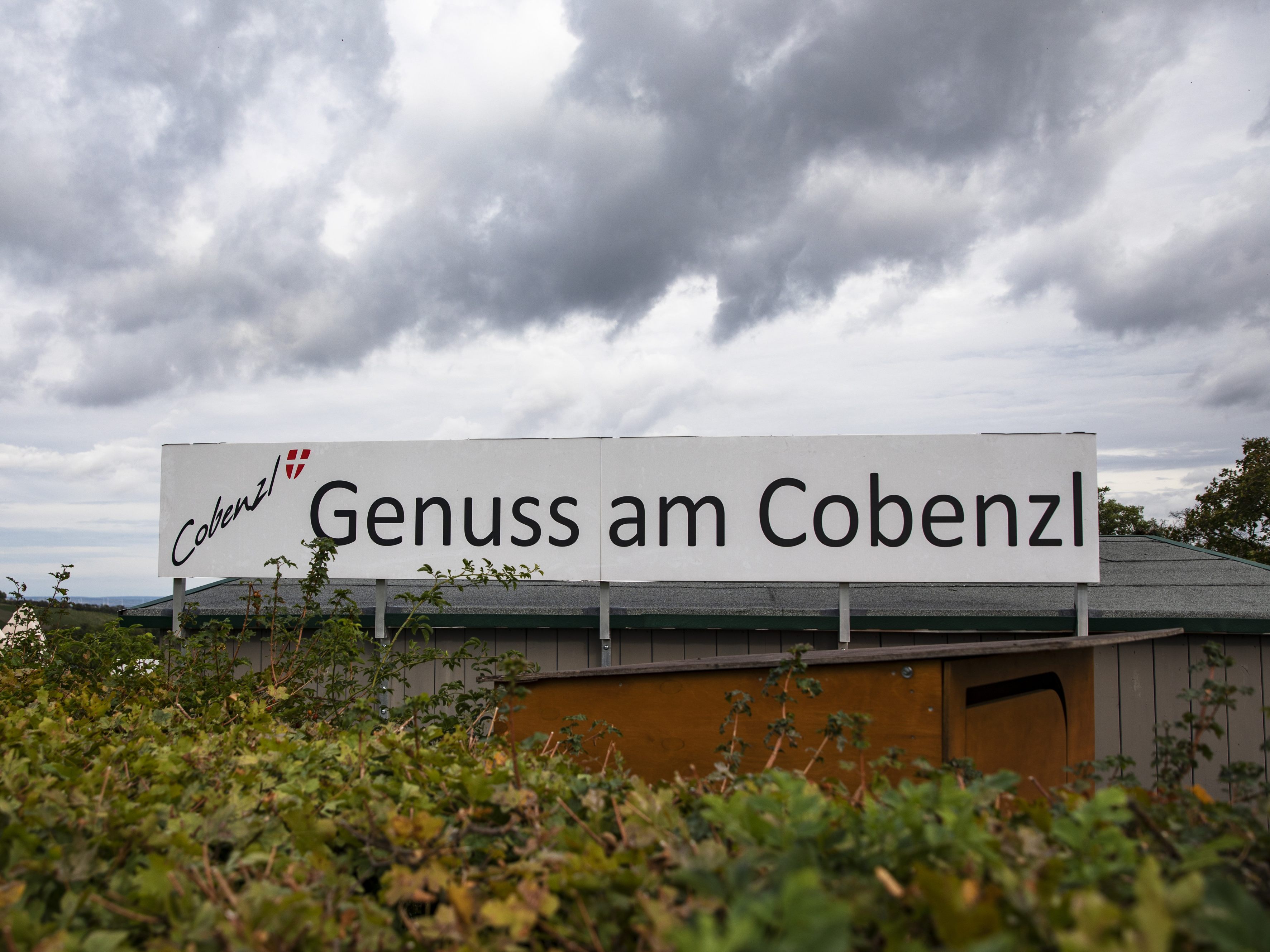 In Wien-Döbling wurden tonnenweise Weintrauben gestohlen.