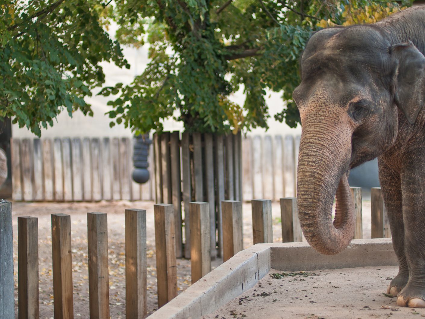 Tödliche Unfälle in Österreischs Zoos. Tödliche Unfälle in Österreischs Zoos.