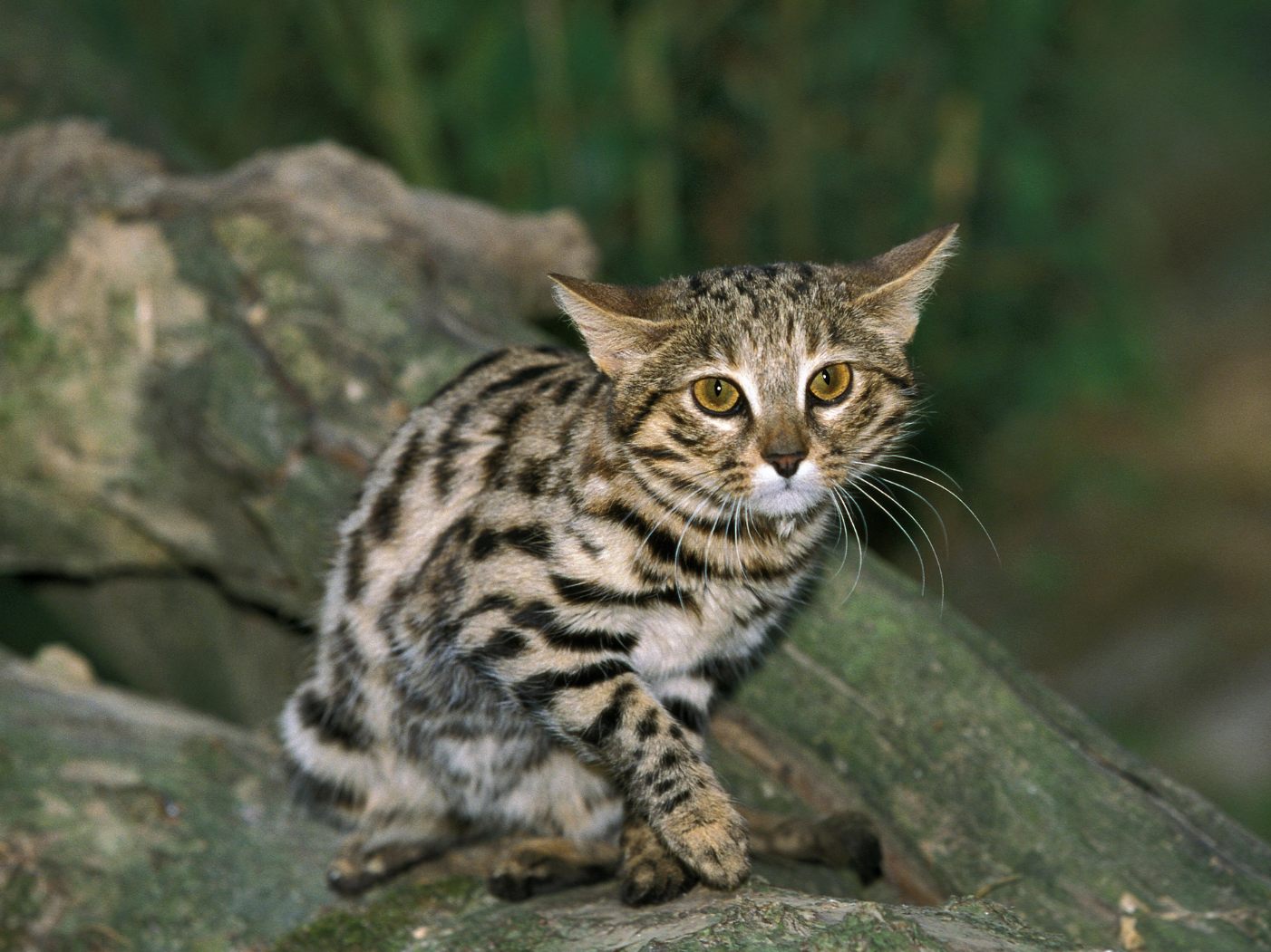 Das ist die tödlichste Katze der Welt.