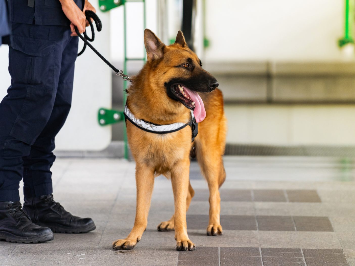 In Wien-Hernals wurde ein Drogenspürhund fündig. In Wien-Hernals wurde ein Drogenspürhund fündig.