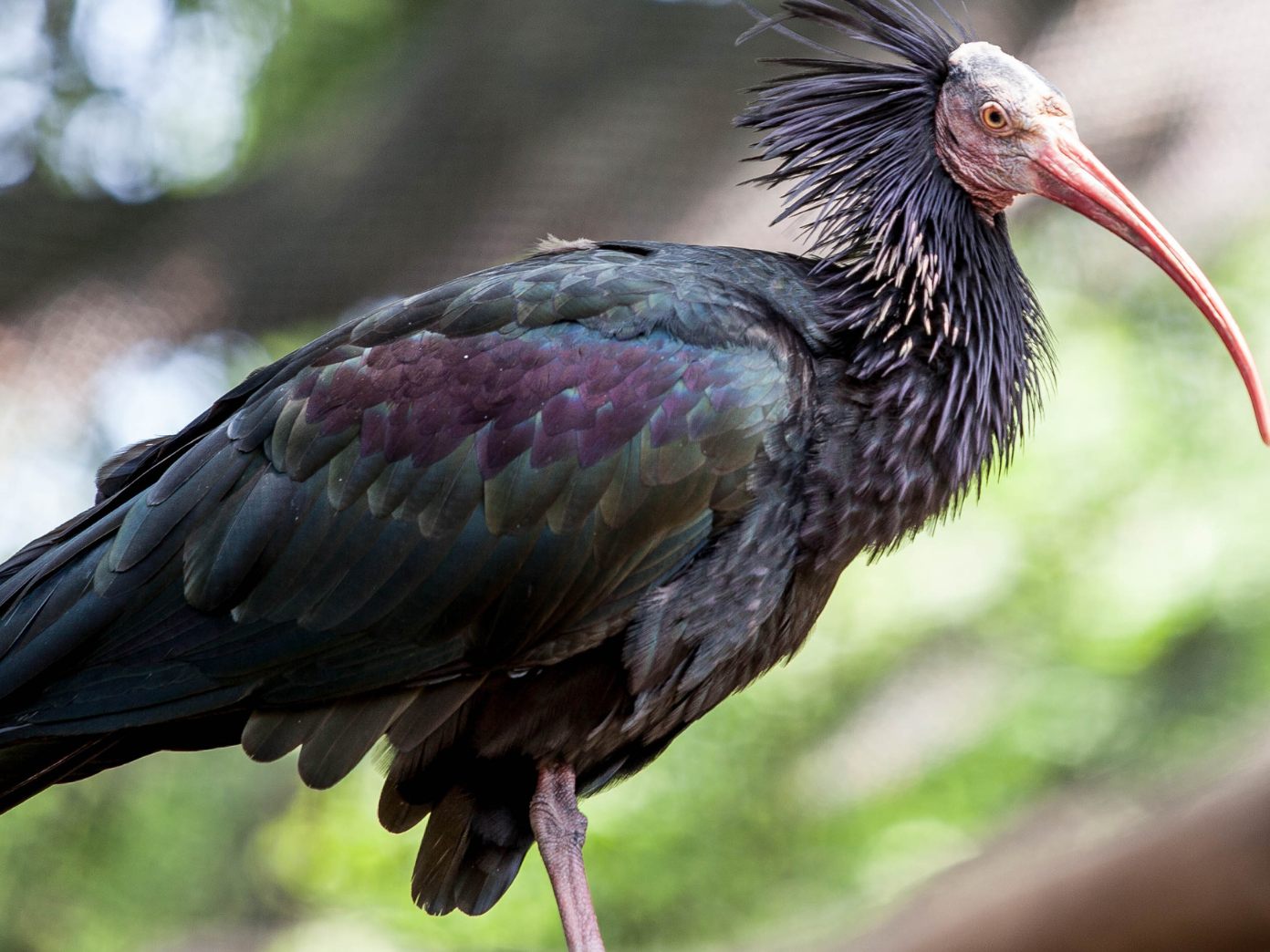 Waldrapp-Nachwuchs ist auf dem Weg in den Süden. Waldrapp-Nachwuchs ist auf dem Weg in den Süden.