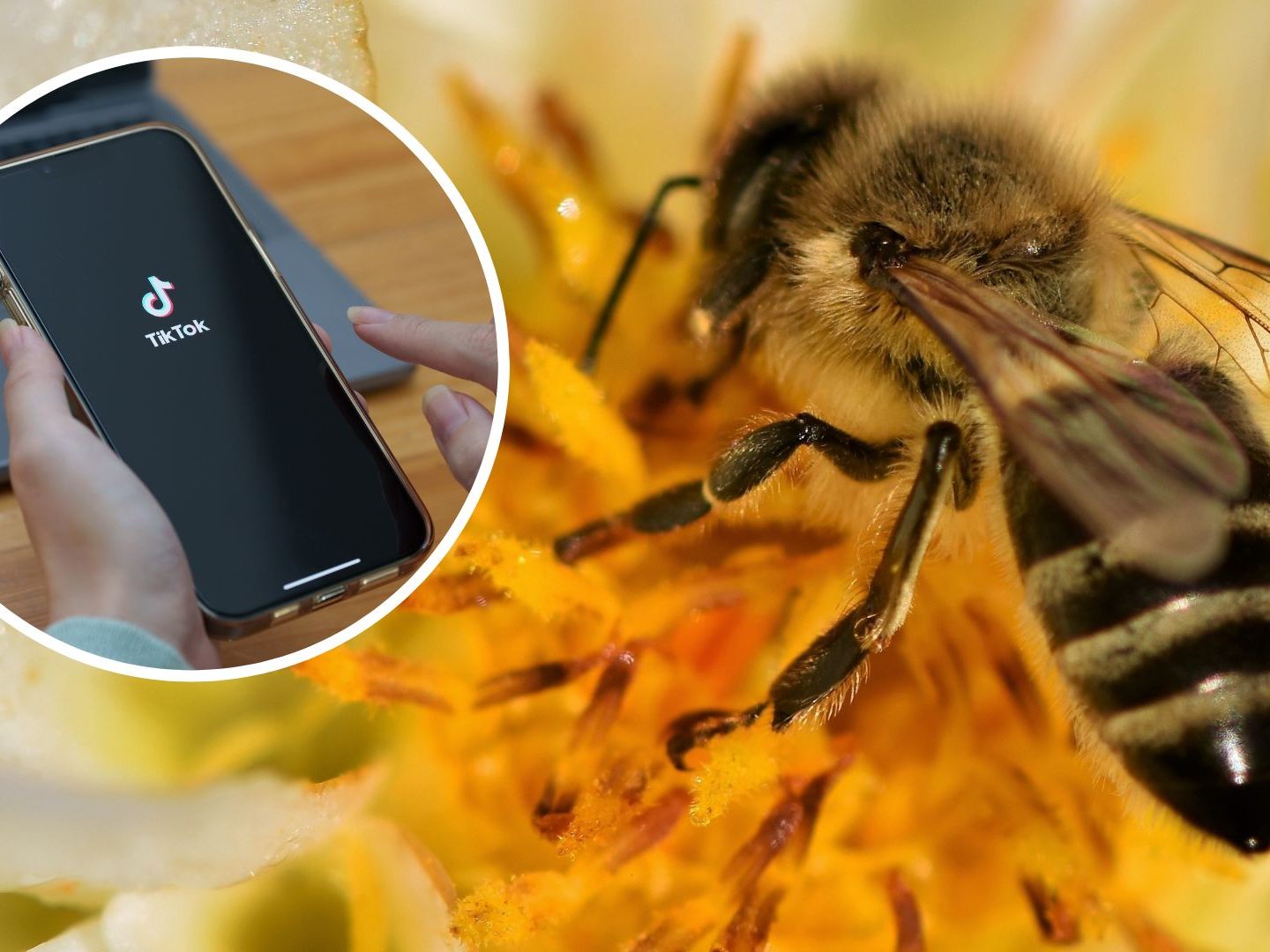 TikToker Beesteez klärt über den Blütenpollen-Trend auf. TikToker Beesteez klärt über den Blütenpollen-Trend auf.