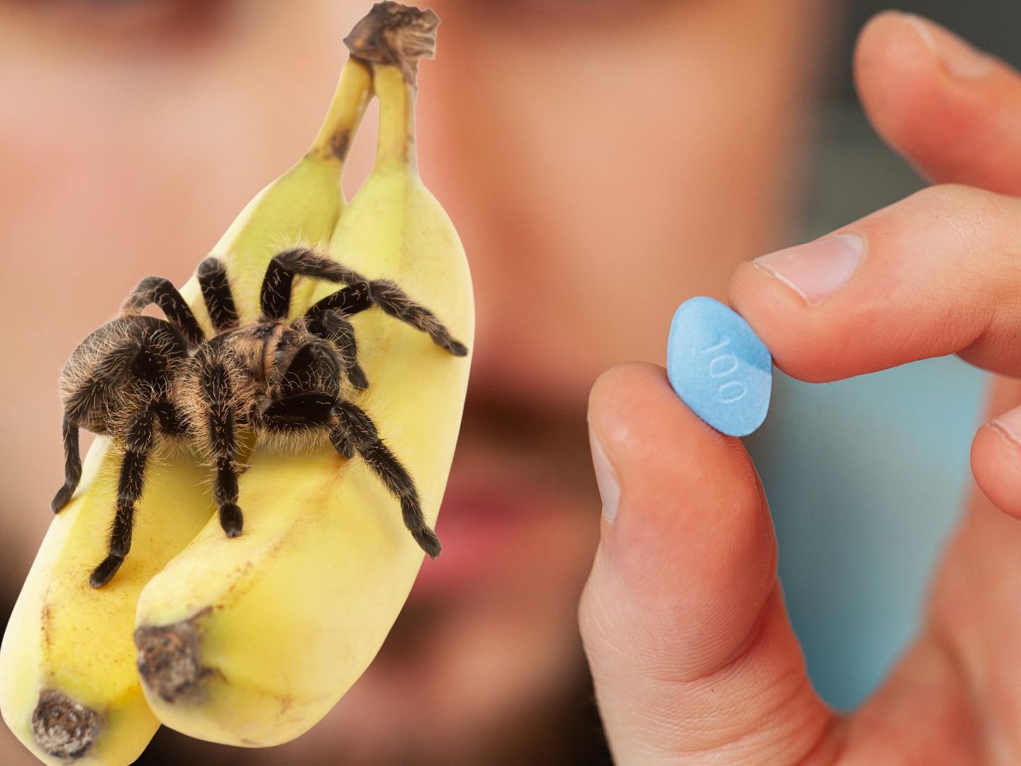 Spinnengift führt zu Erektionen.
