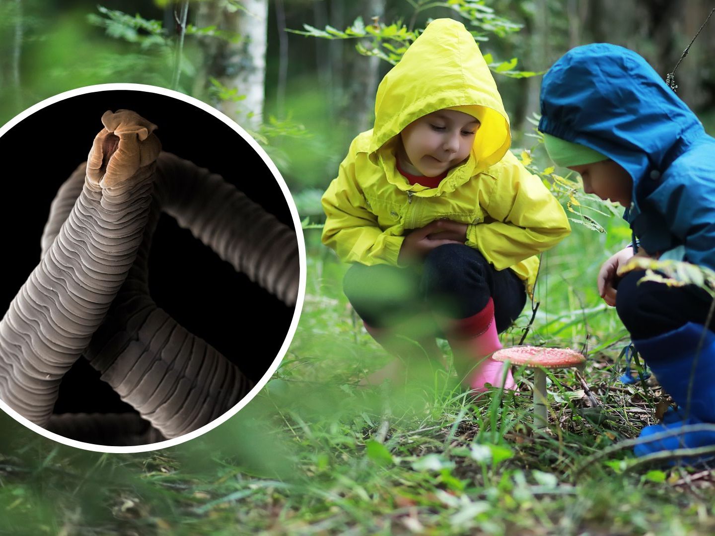Für eine Infektion mit dem Fuchsbandwurm ist vor allem der Kontakt zum Waldboden problematisch. Für eine Infektion mit dem Fuchsbandwurm ist vor allem der Kontakt zum Waldboden problematisch.