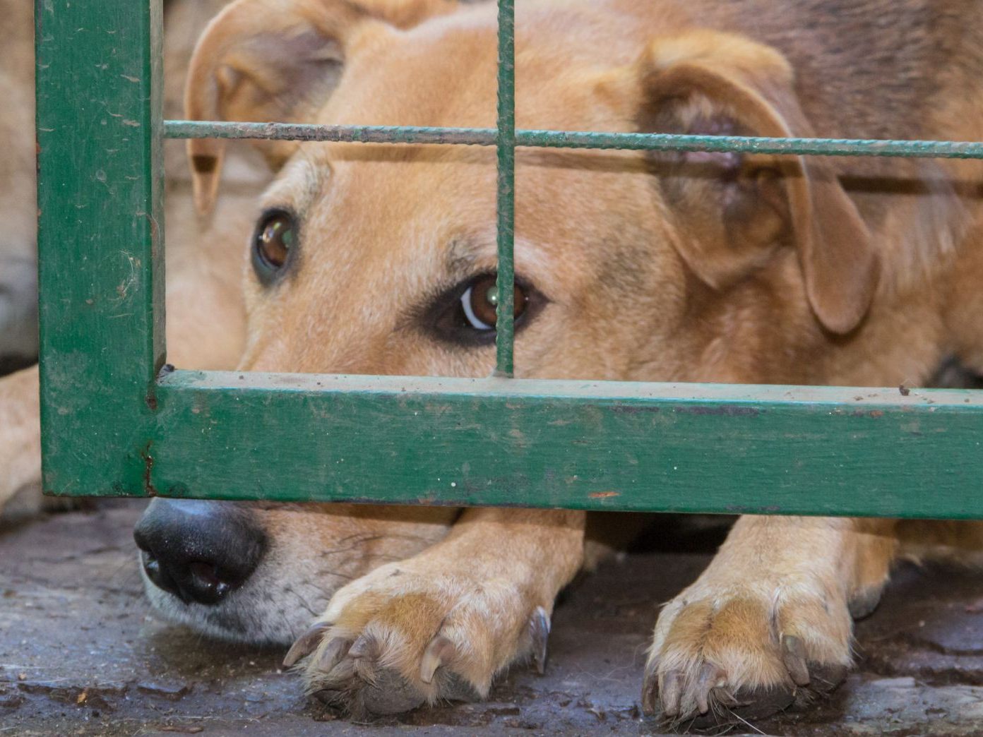 Die Polizei fand 44 misshandelte Hund in einem Haus in Oberösterreich.