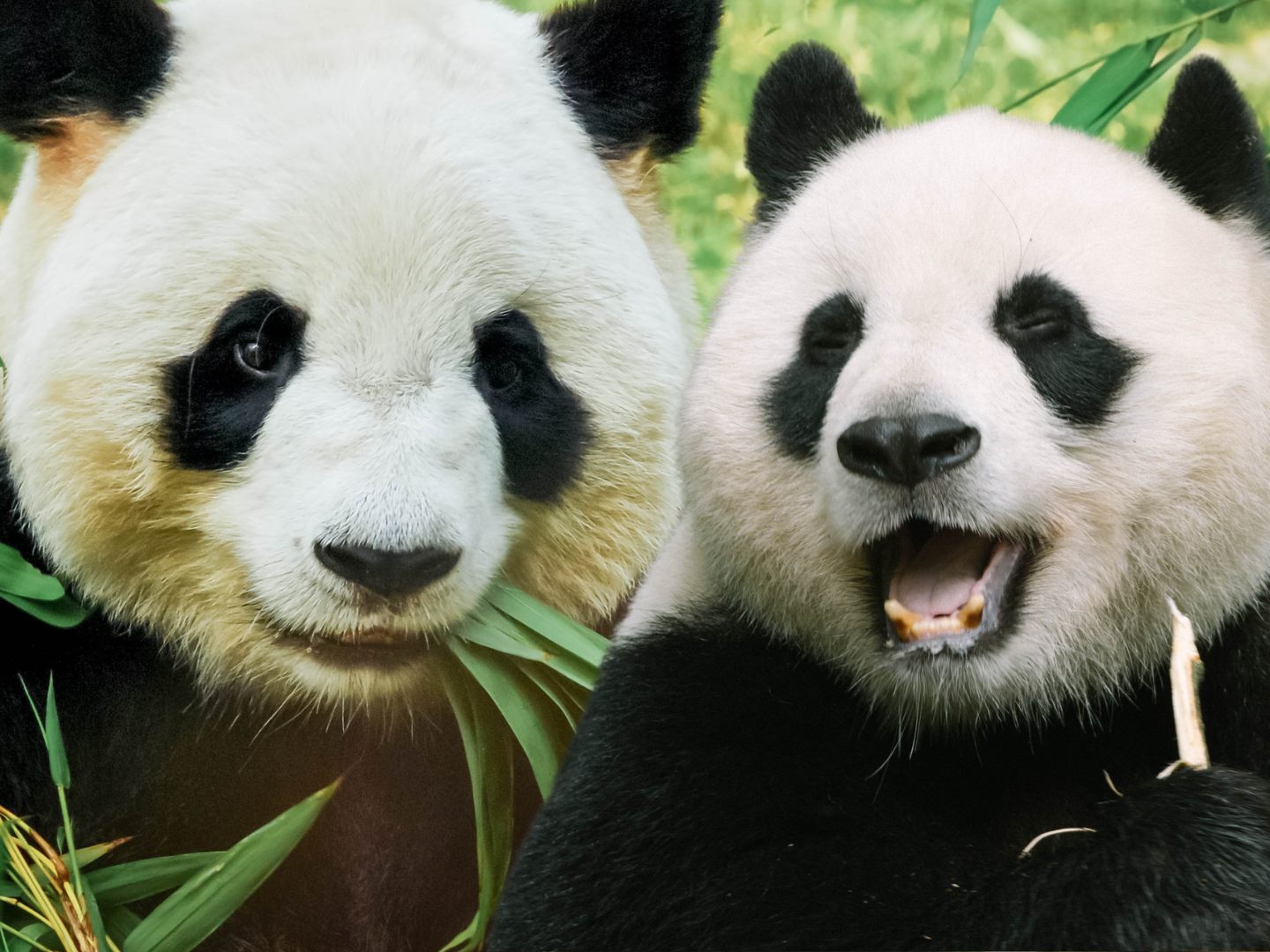 Der Riesenpanda kommt ursprünglich aus China. Der Riesenpanda kommt ursprünglich aus China.