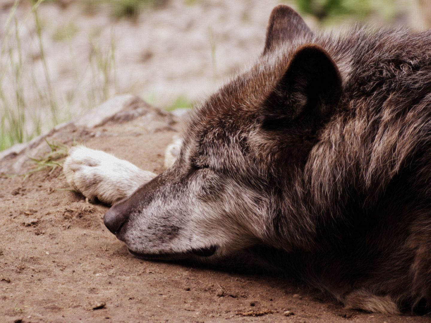 In Niederösterreich wurde ein Wolf erschossen und in der Donau entsorgt. In Niederösterreich wurde ein Wolf erschossen und in der Donau entsorgt.