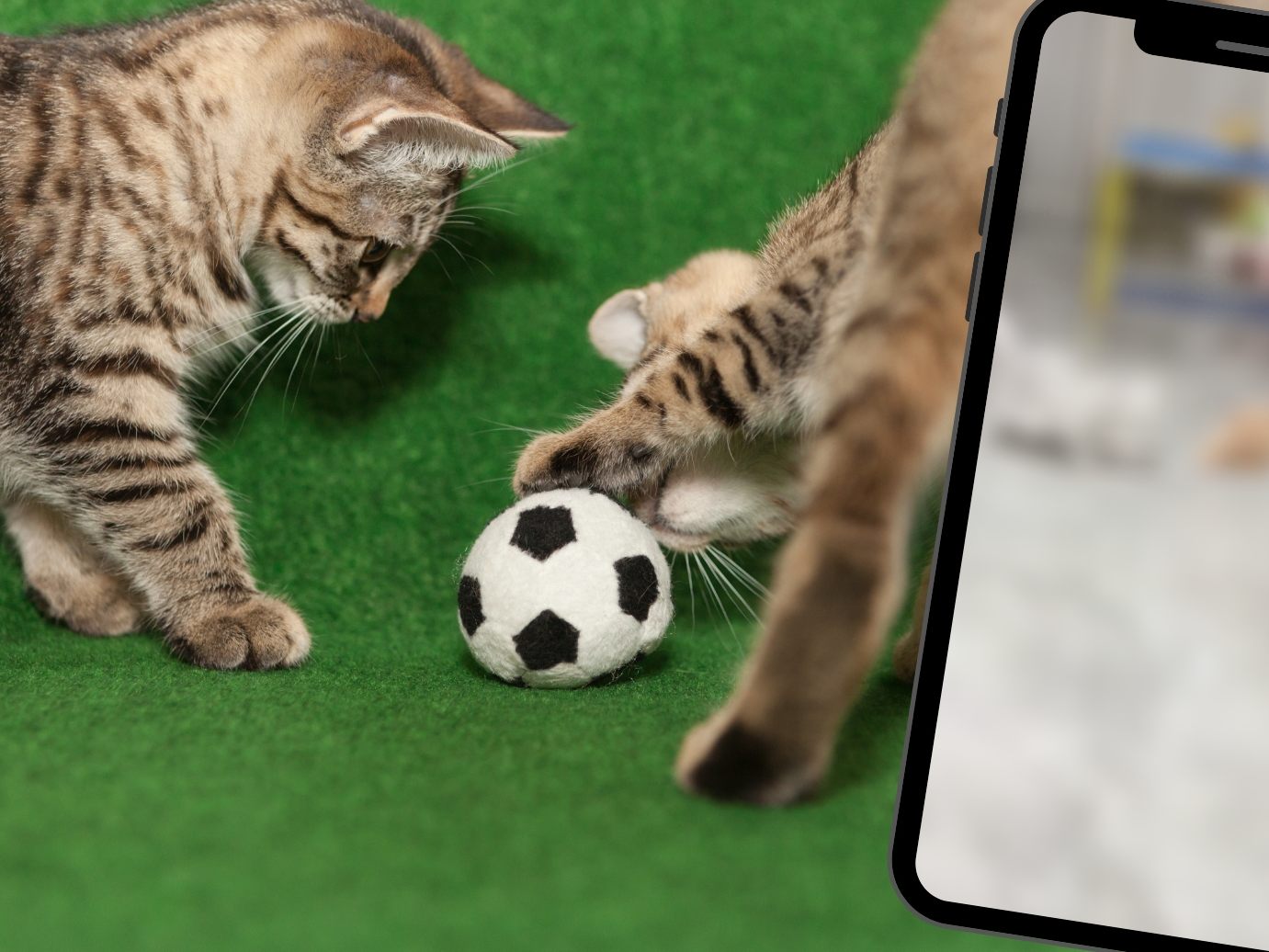 Katzen spielen Fußball Katzen spielen Fußball
