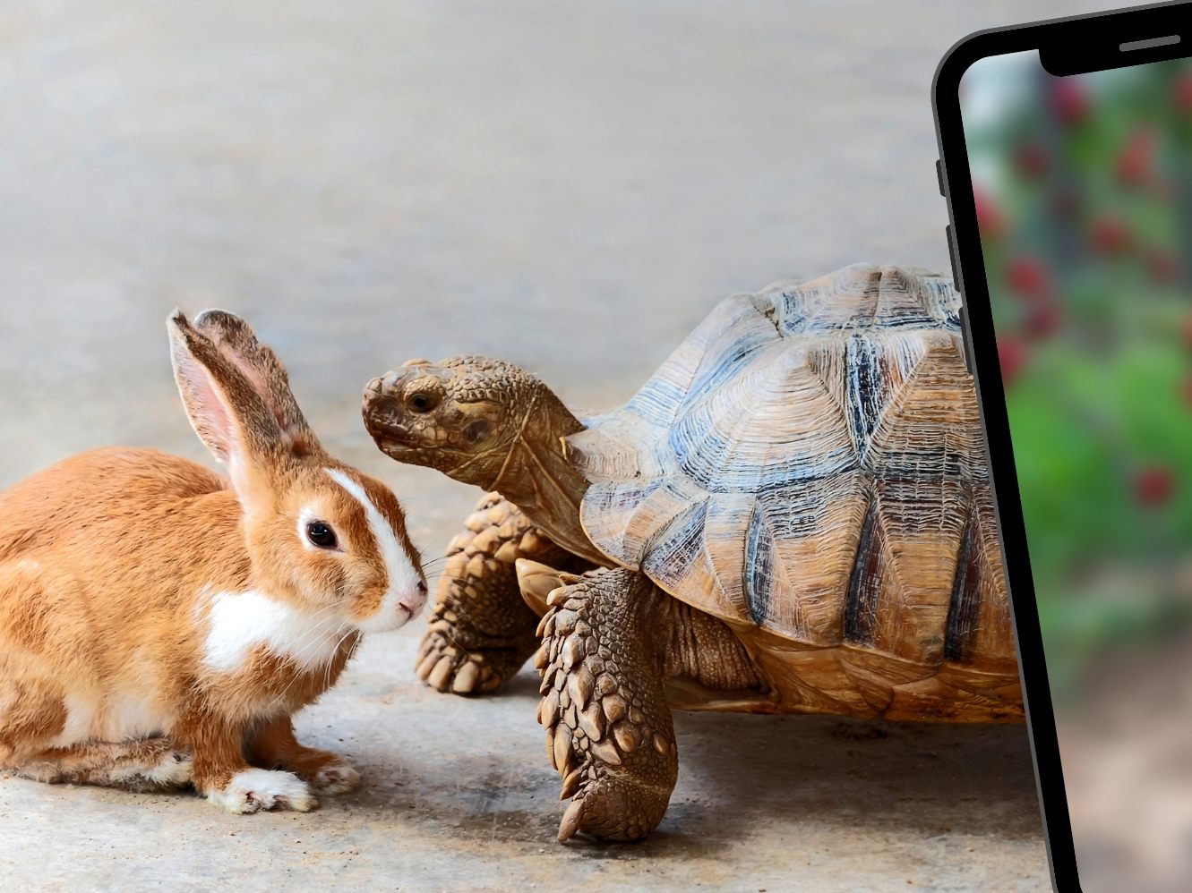 Freundschaft zwischen Hase und Schildkröte