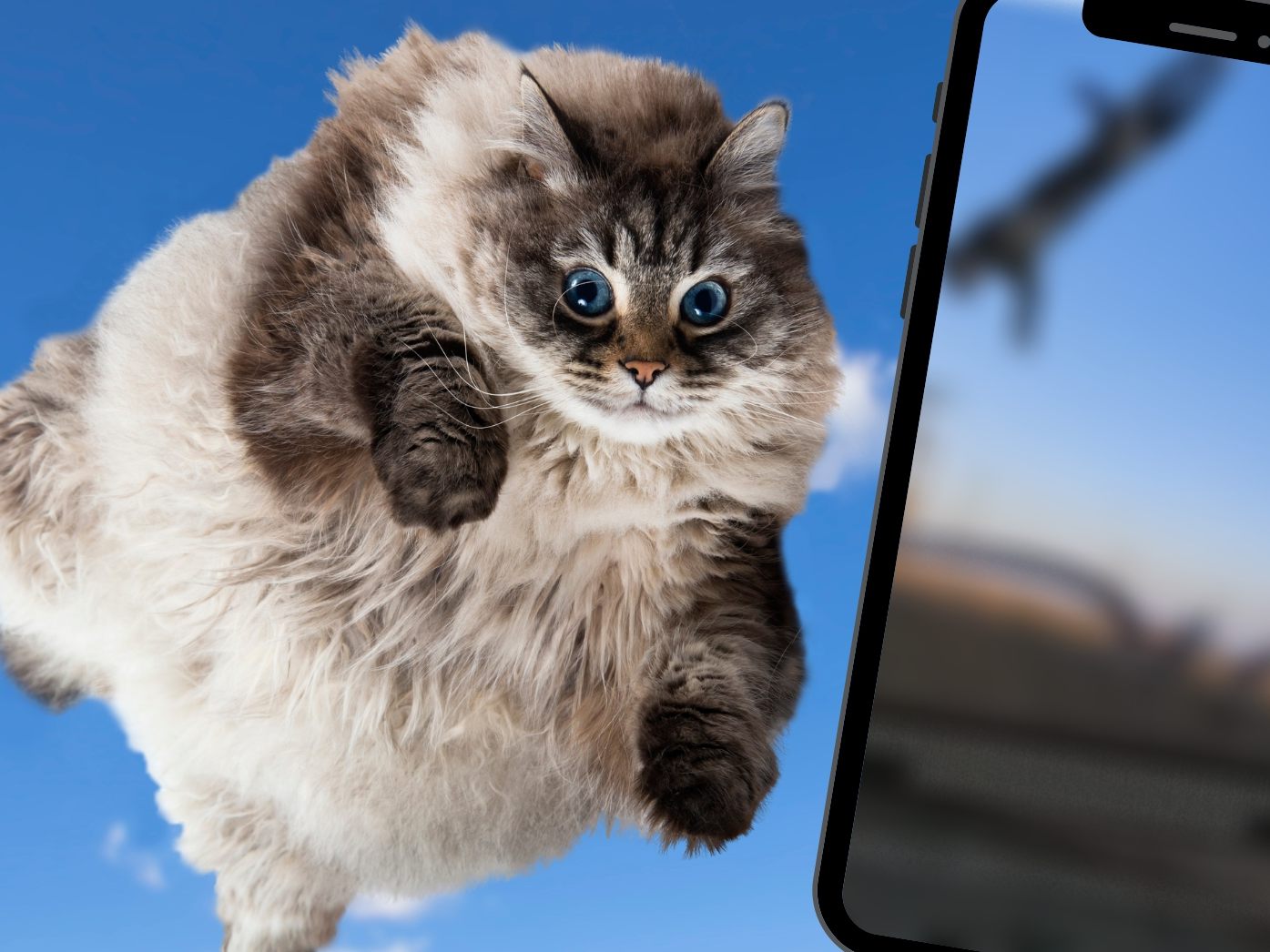 Lustiges Katzen-TikTok rettet den Montag!