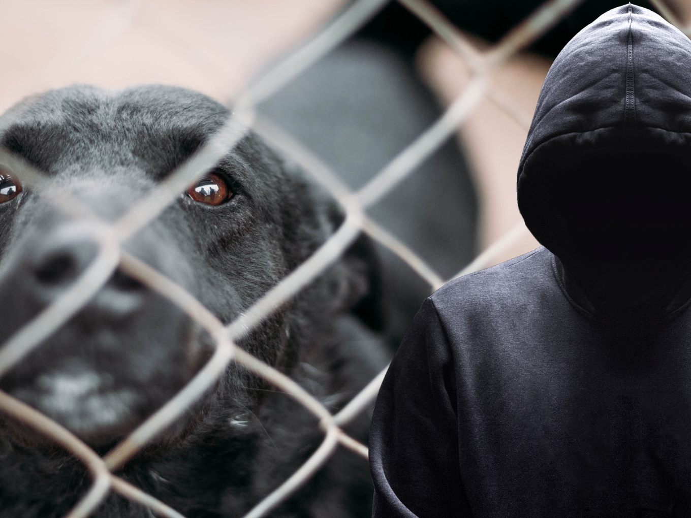 Star-Zoologe missbrauchte, folterte und tötete 39 Hunde