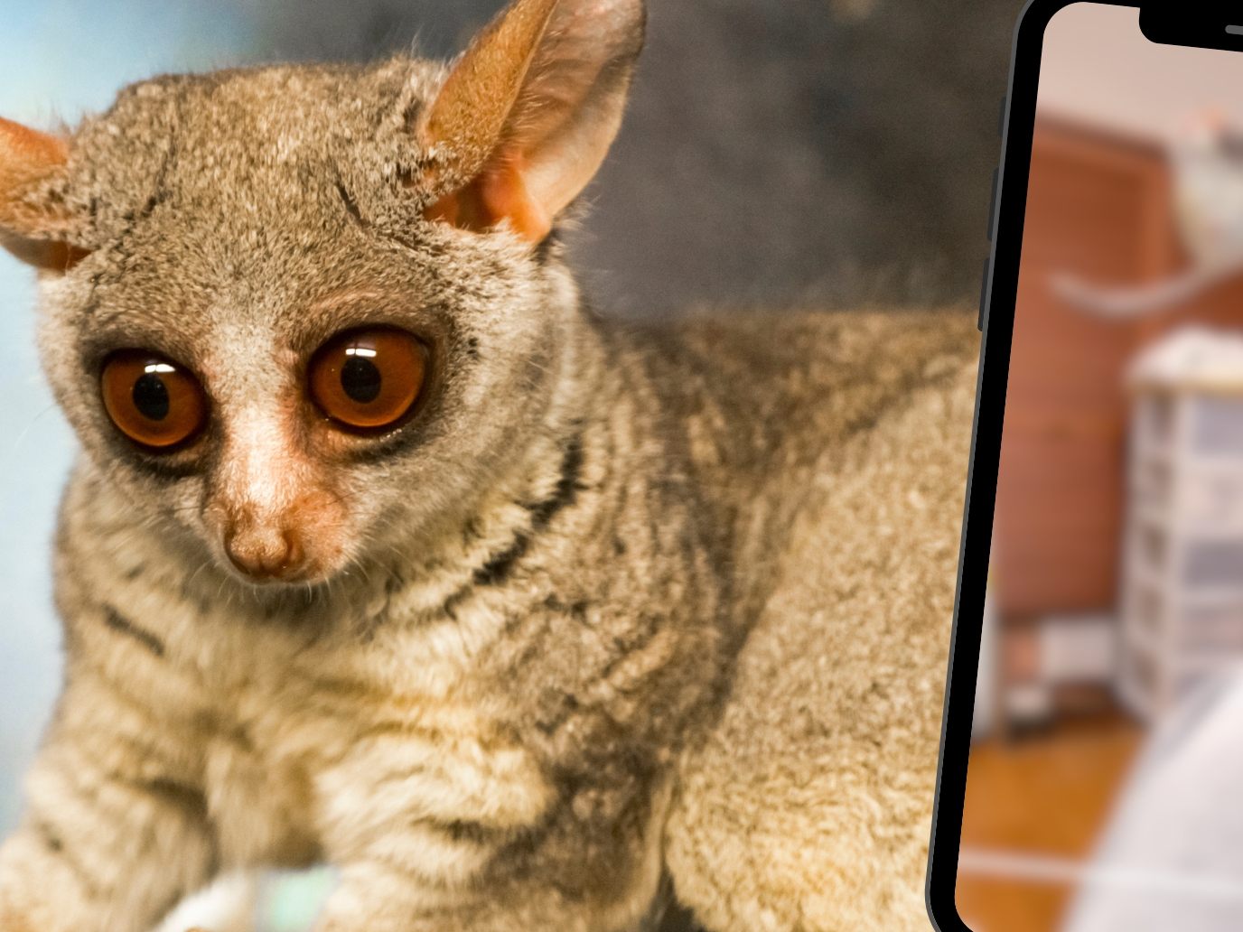 Galago-Babys faszinieren mit ihrer unglaublichen Sprungkraft