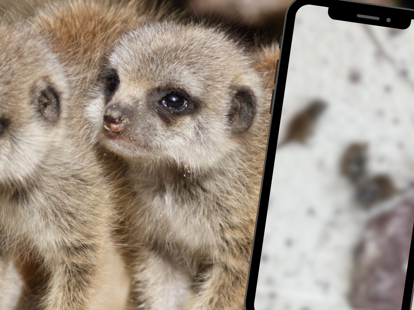 Baby-Erdmännchen
