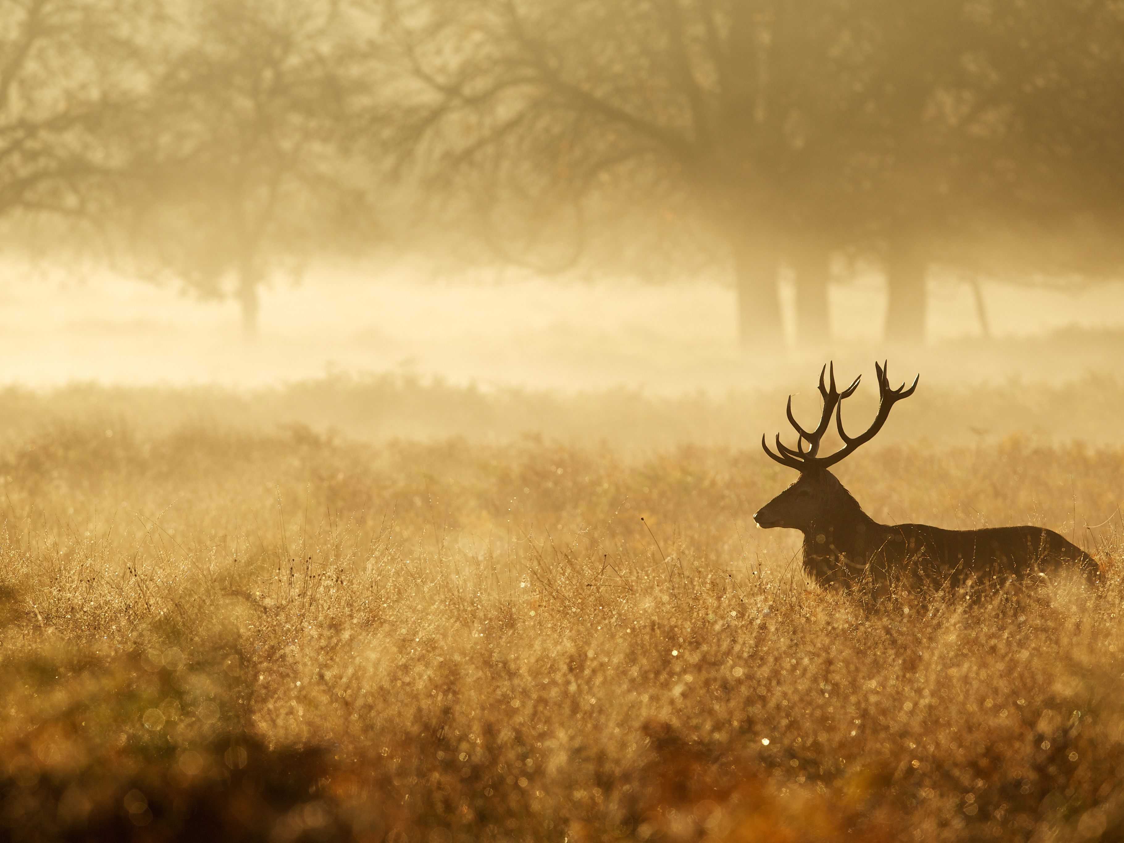Wildwochen im Engel