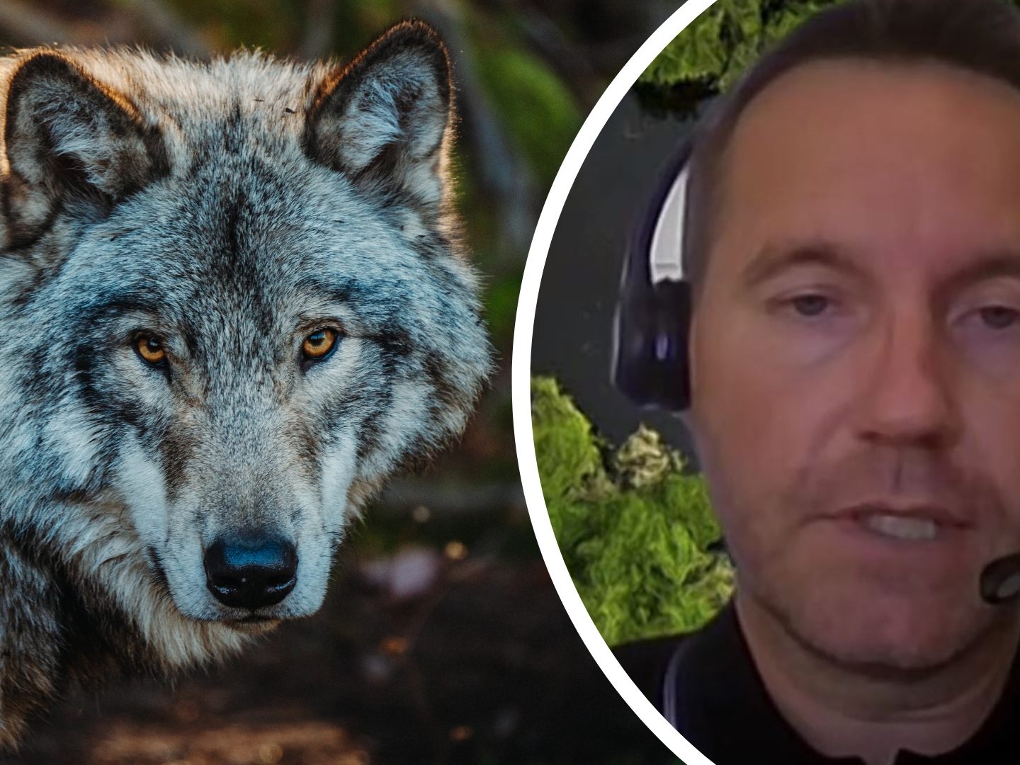 Christian Pichler vom WWF war zum Thame Wolf-Abschuss bei "Vorarlberg LIVE".