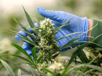 Eine knappe Mehrheit der Österreicher ist laut einer Umfrage gegen die Legalisierung von Cannabis. Eine knappe Mehrheit der Österreicher ist laut einer Umfrage gegen die Legalisierung von Cannabis.