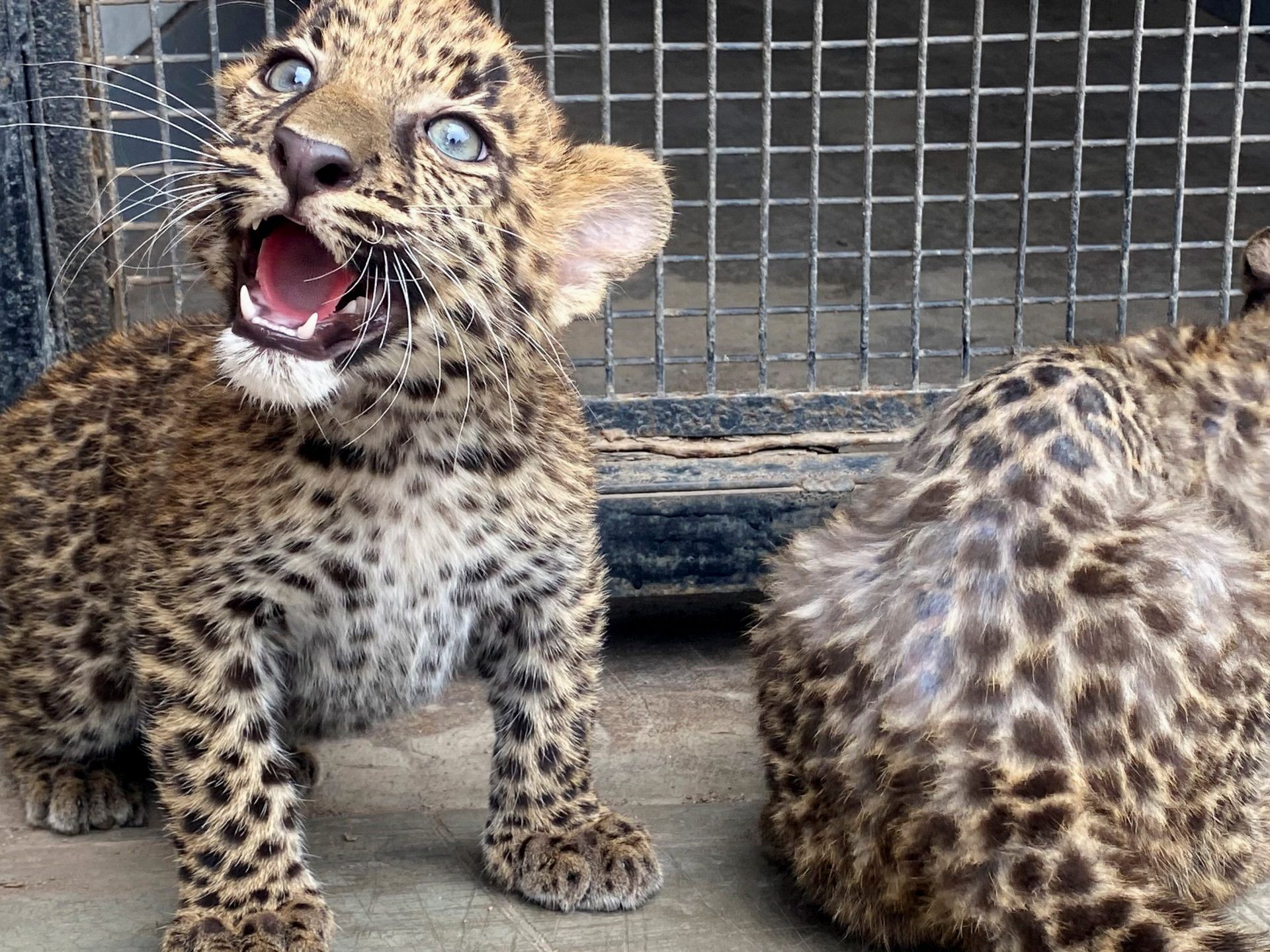 Süßer Leopardennachwuchs in Lima.