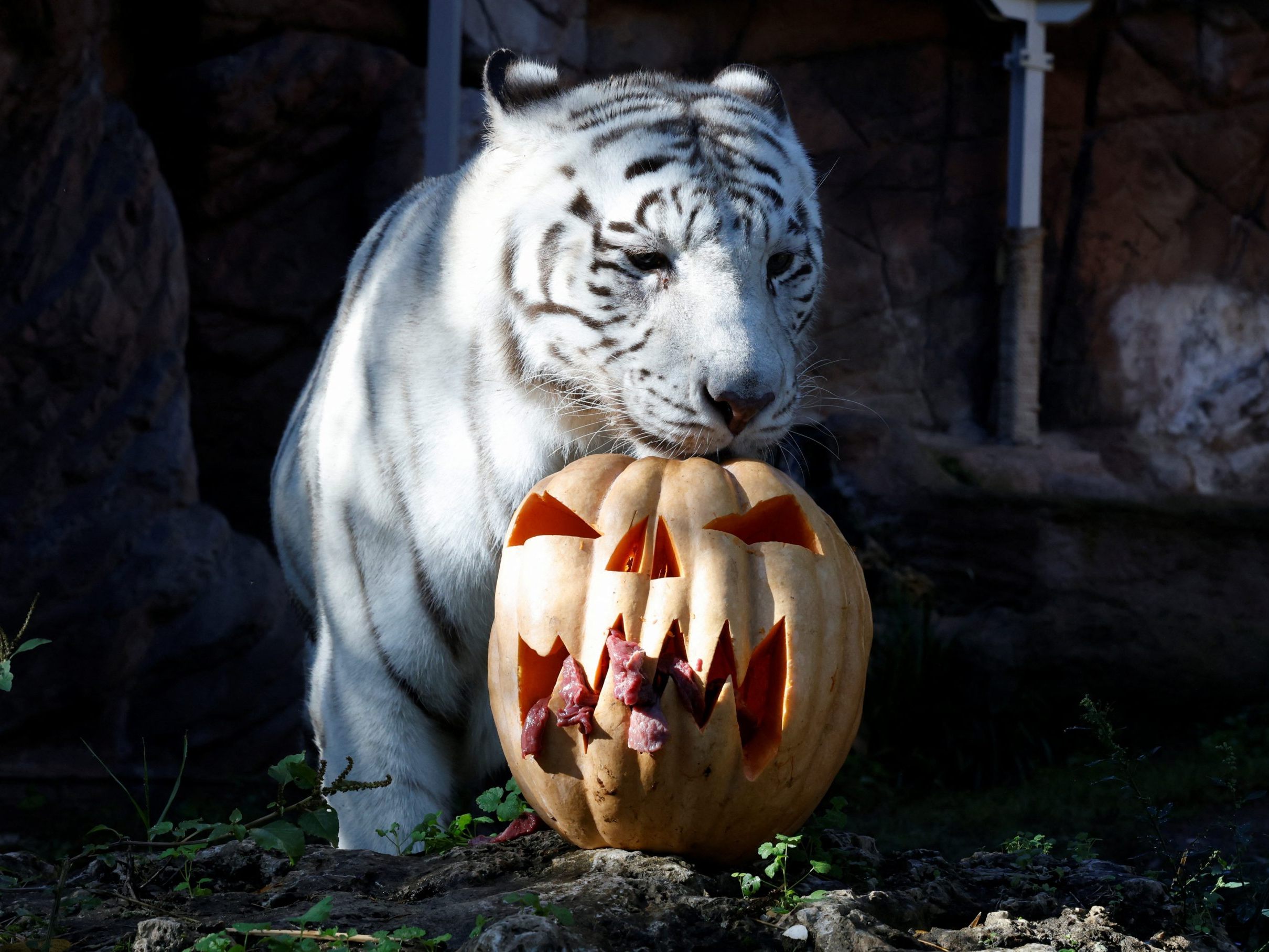 Tiger genießt Kürbissnack.