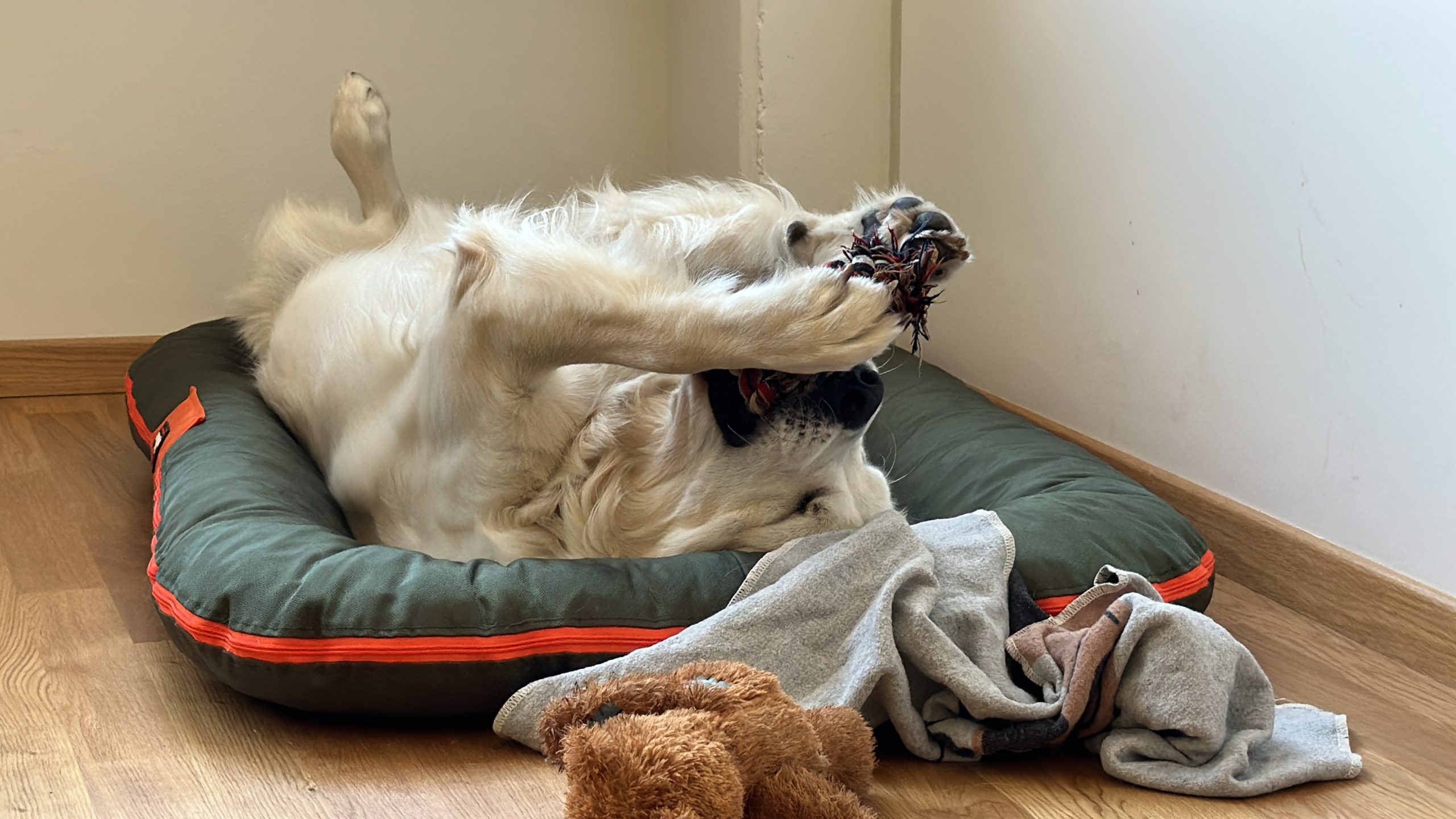 Schulhund Schulhund