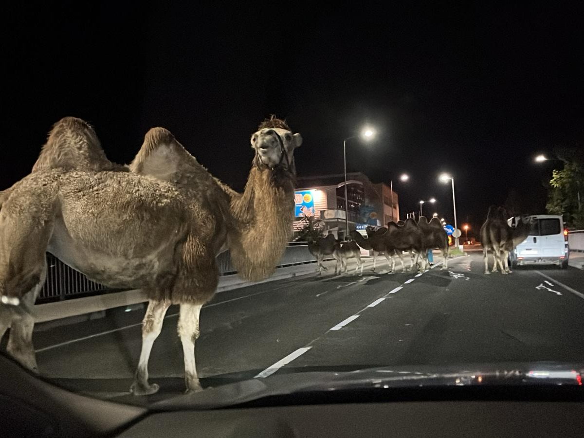 Die Tiere konnten rasch wieder eingefangen werden.