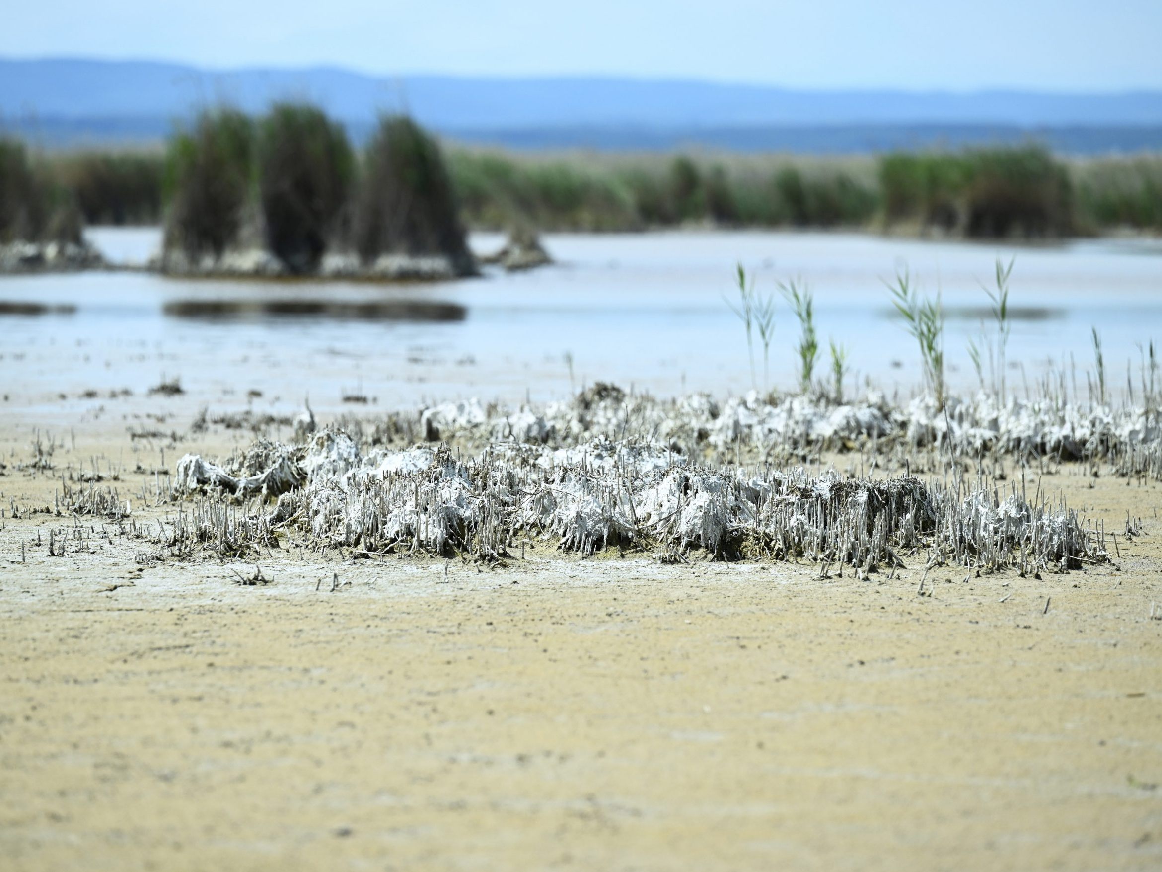 Der WWF warnt vor einer künstlichen Wasserzuleitung in den Neusiedler See. Der WWF warnt vor einer künstlichen Wasserzuleitung in den Neusiedler See.
