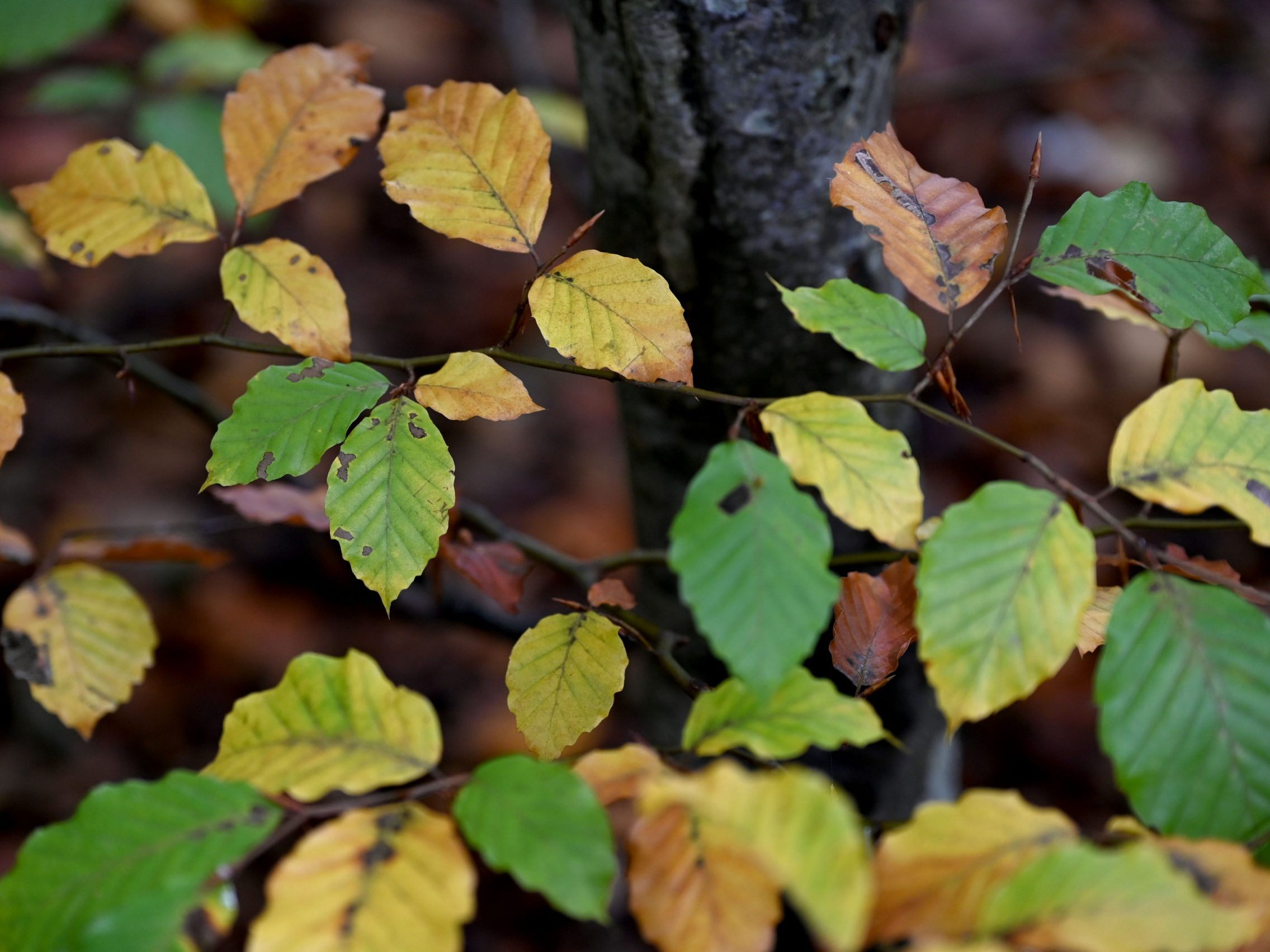 Im Bild: Herbstlich gefärbte Blätter. Im Bild: Herbstlich gefärbte Blätter.