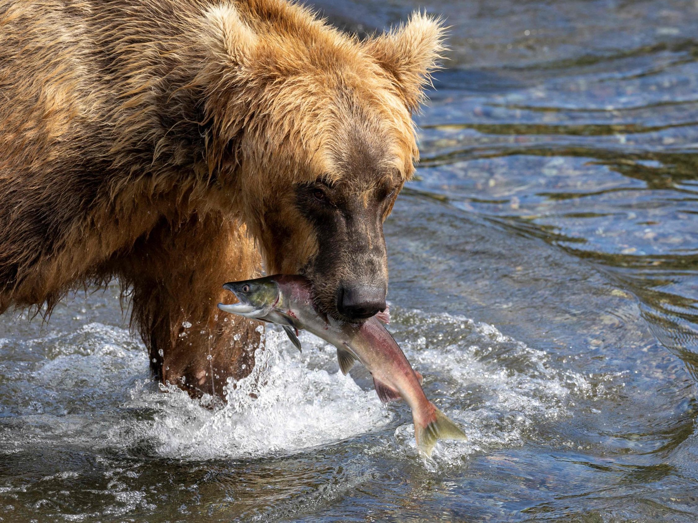 "Grazer" gewann den "Fat Bear" Wettbewerb. "Grazer" gewann den "Fat Bear" Wettbewerb.