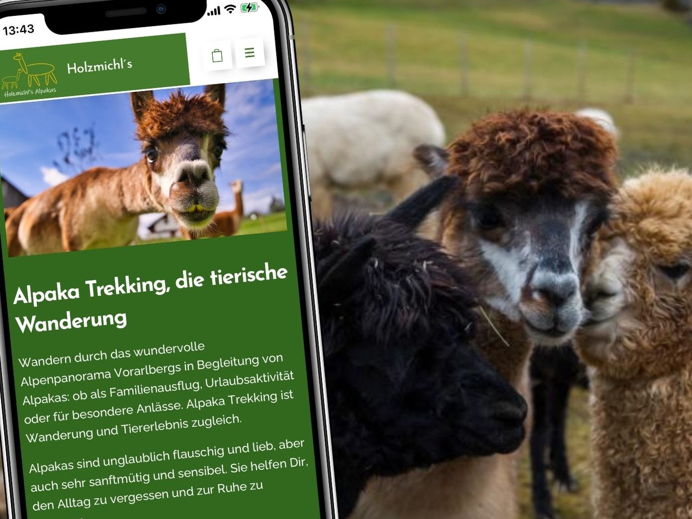 Bei Holzmichl's Alpakas kann man an geführten Alpakawanderungen teilnehmen.